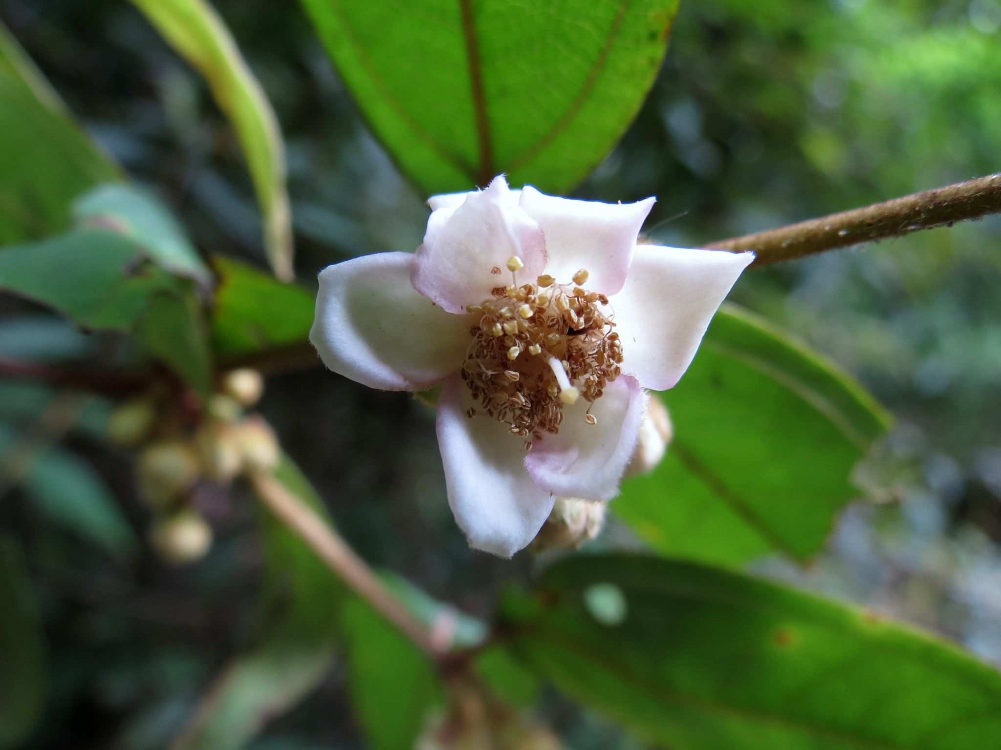 Rhodomyrtus pervagata