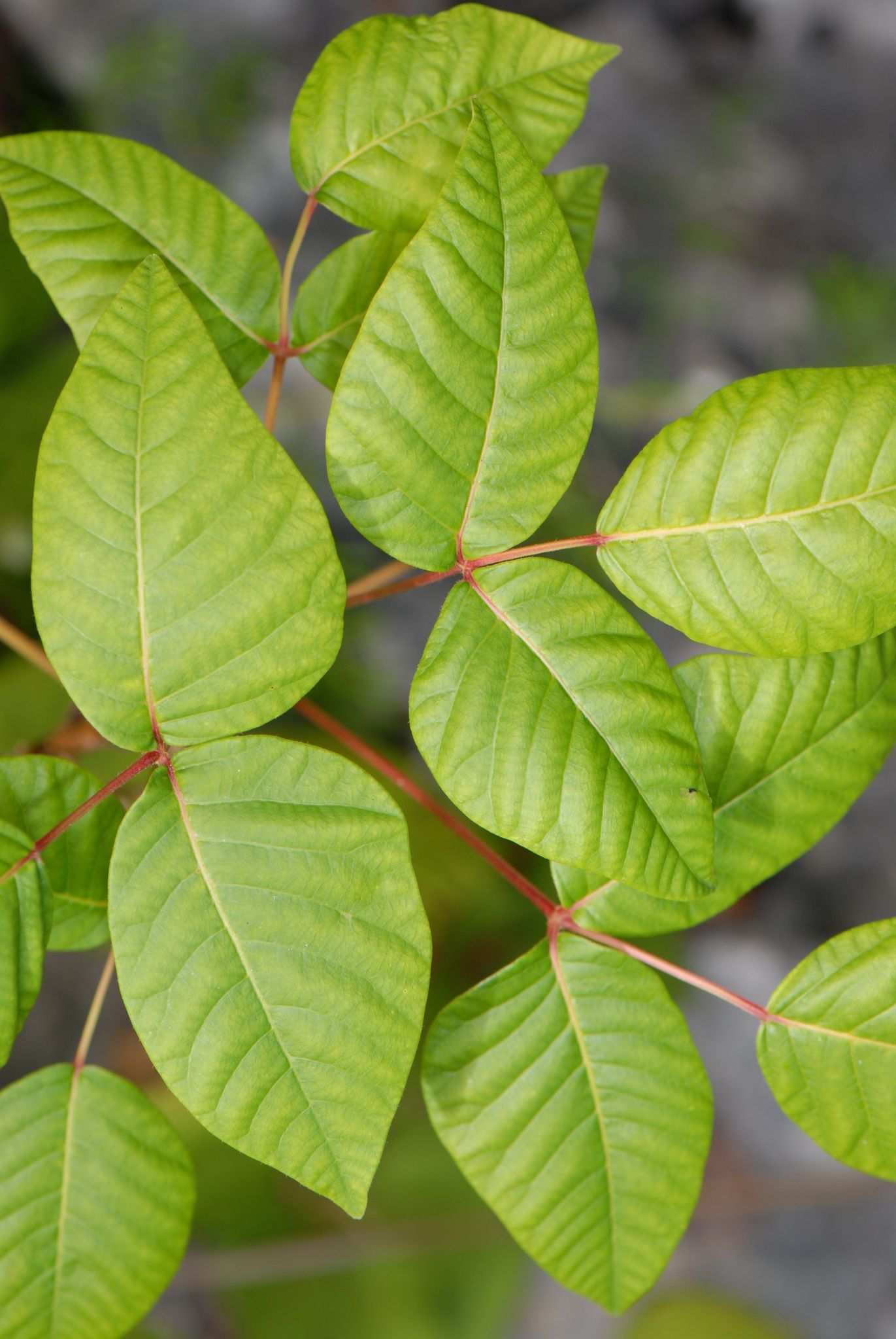 Rhus