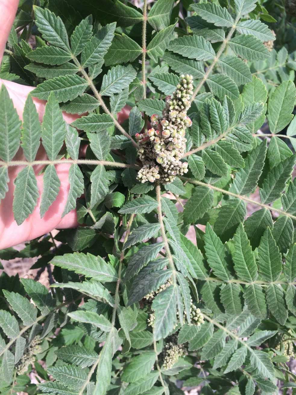 Rhus coriaria