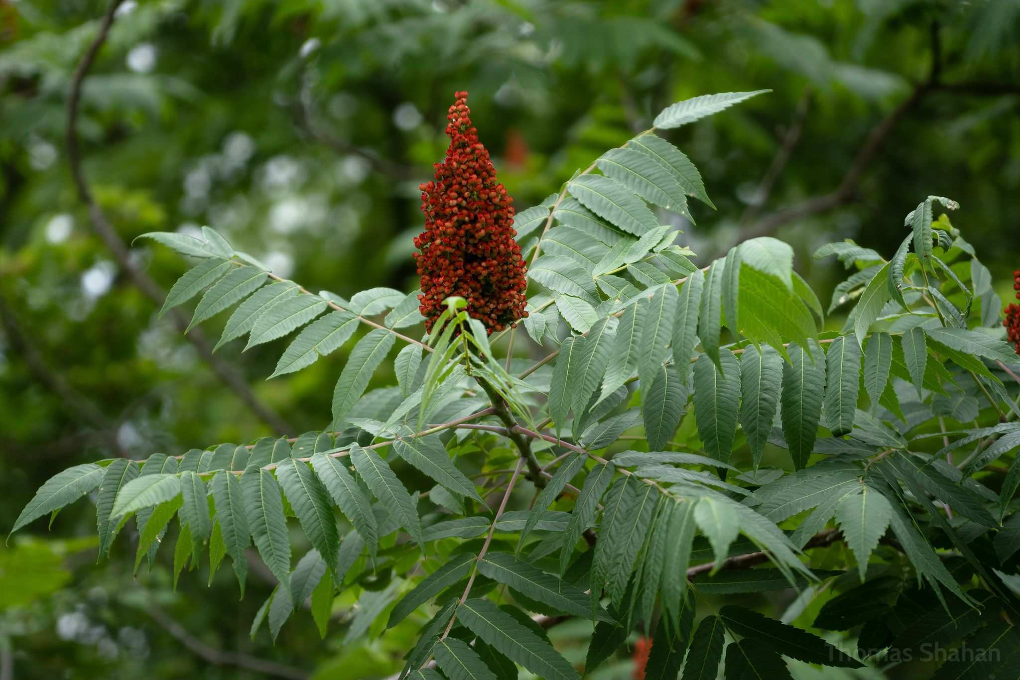 Rhus glabra