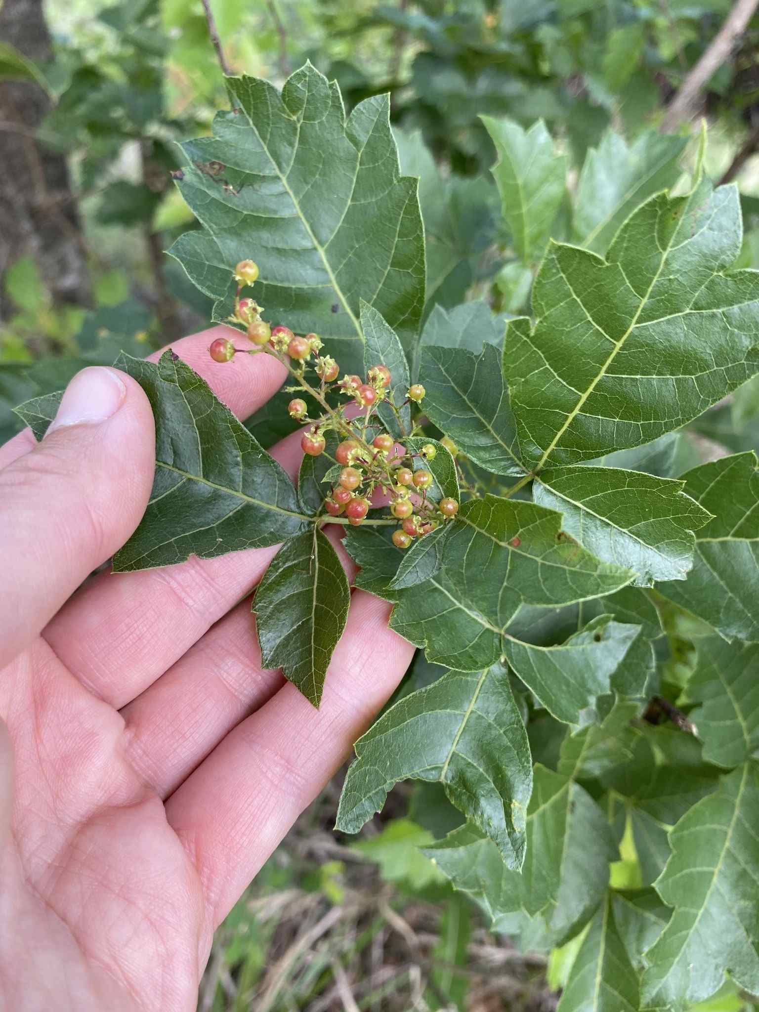 Rhus sp.