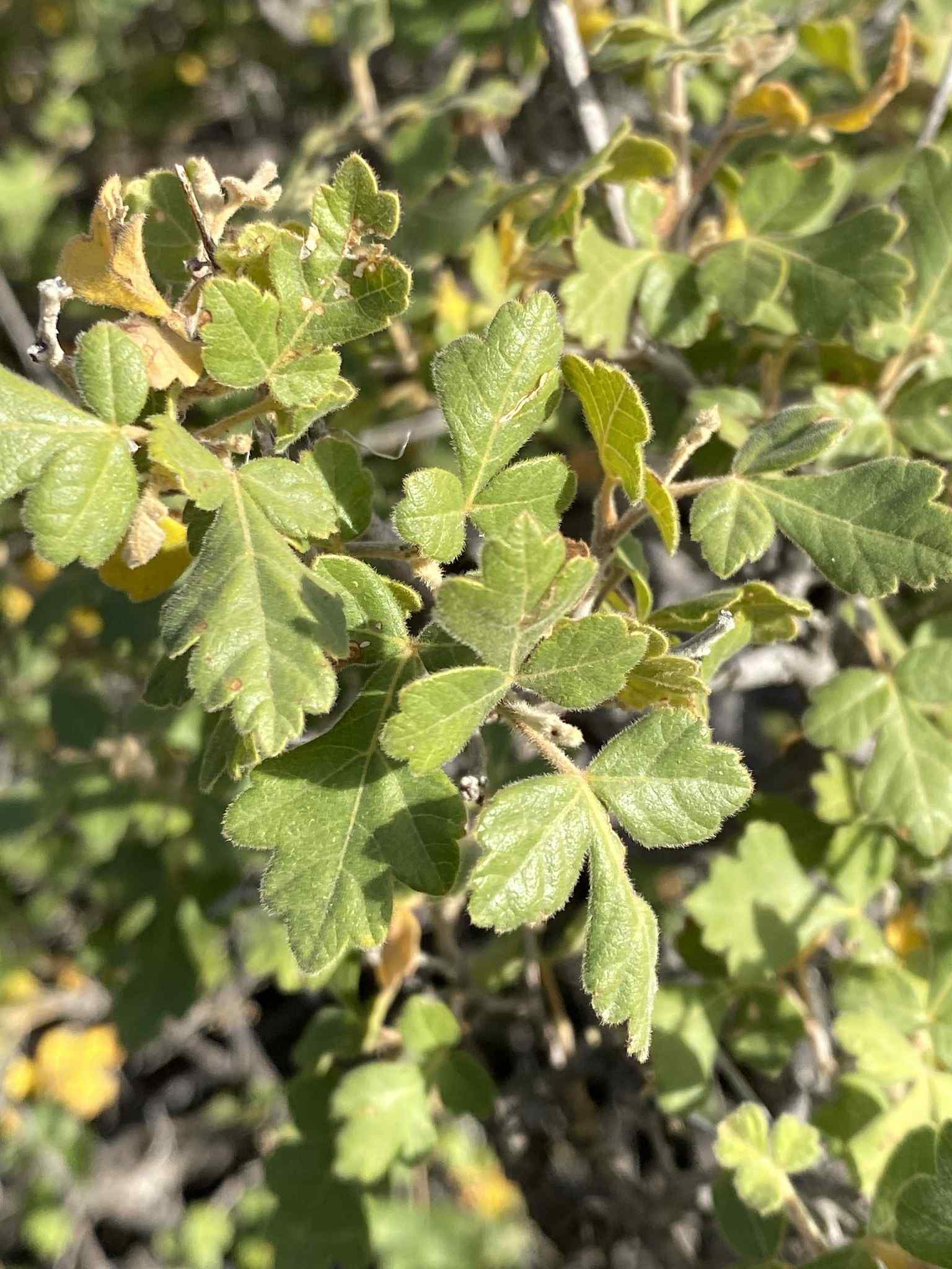 Rhus trilobata