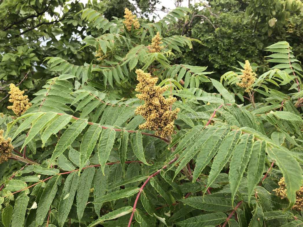Rhus typhina