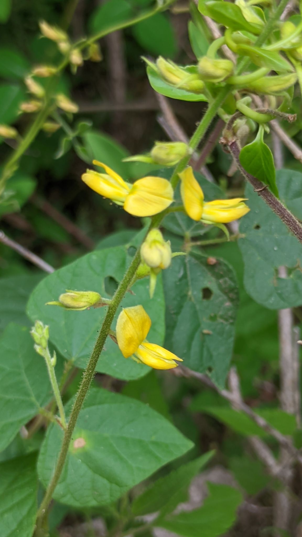 Rhynchosia edulis