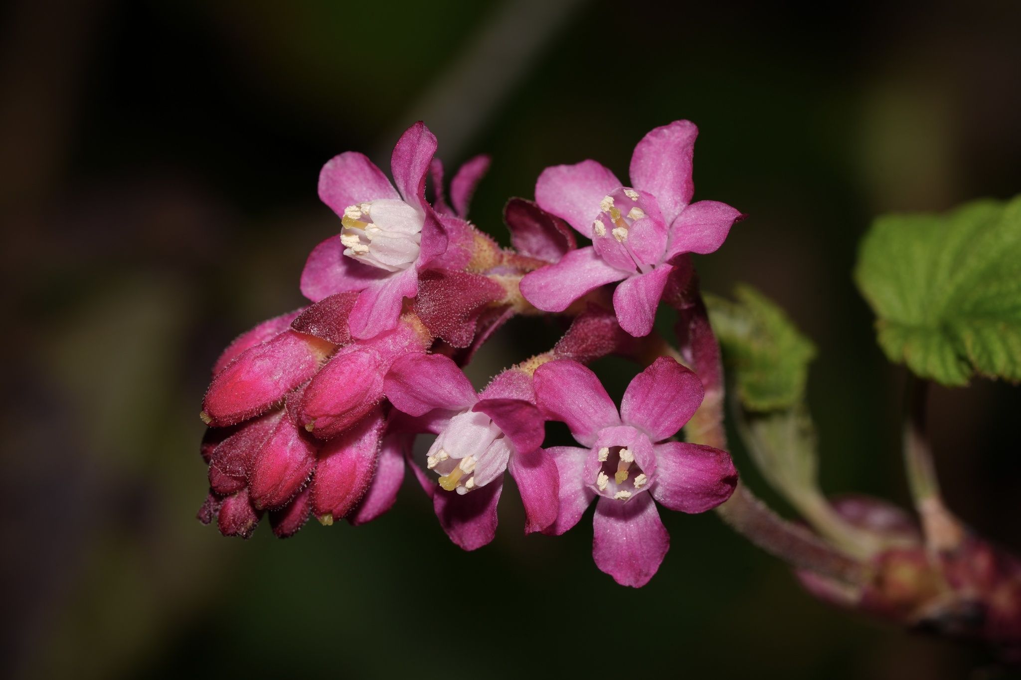 Ribes
