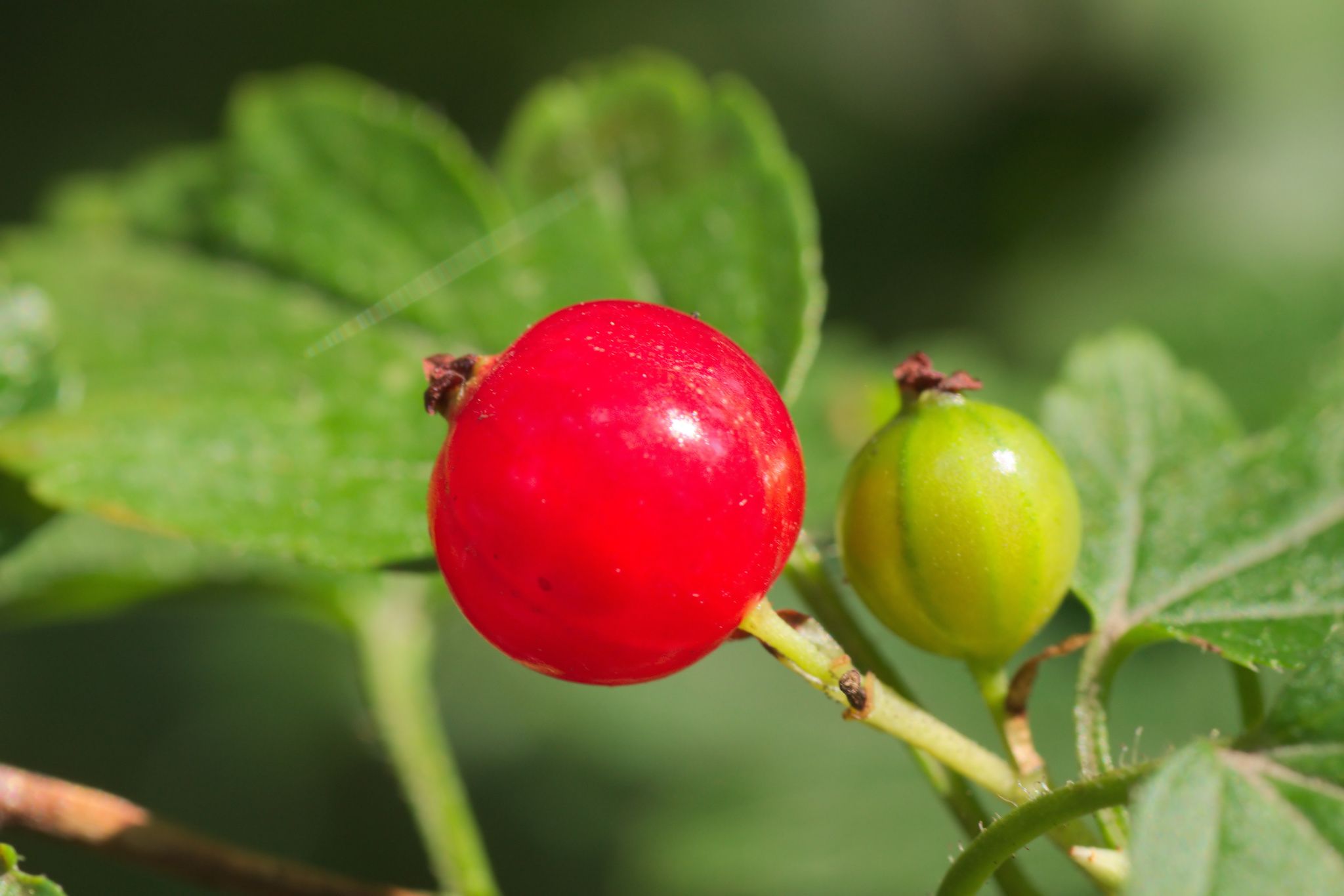 Ribes alpinum