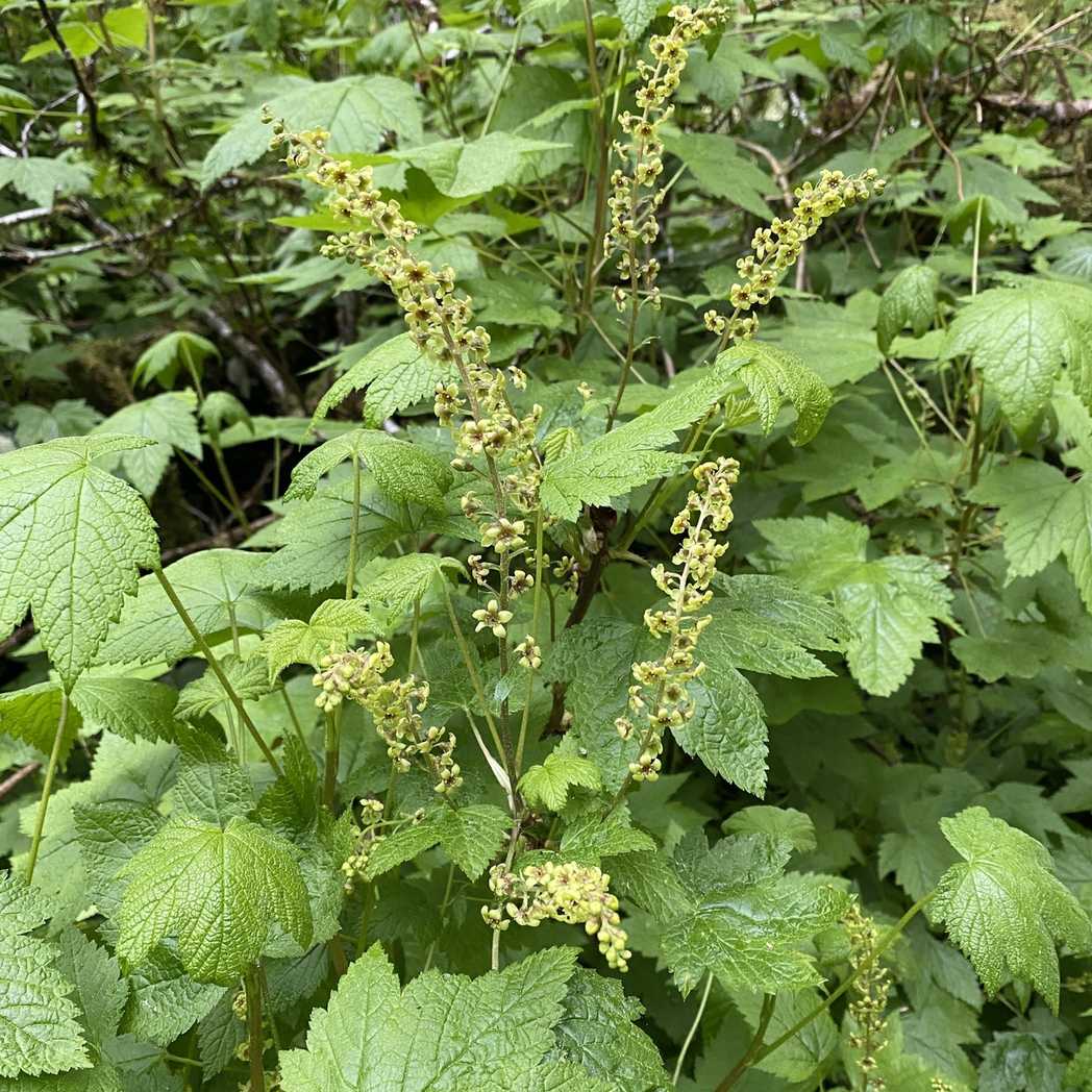 Ribes bracteosum