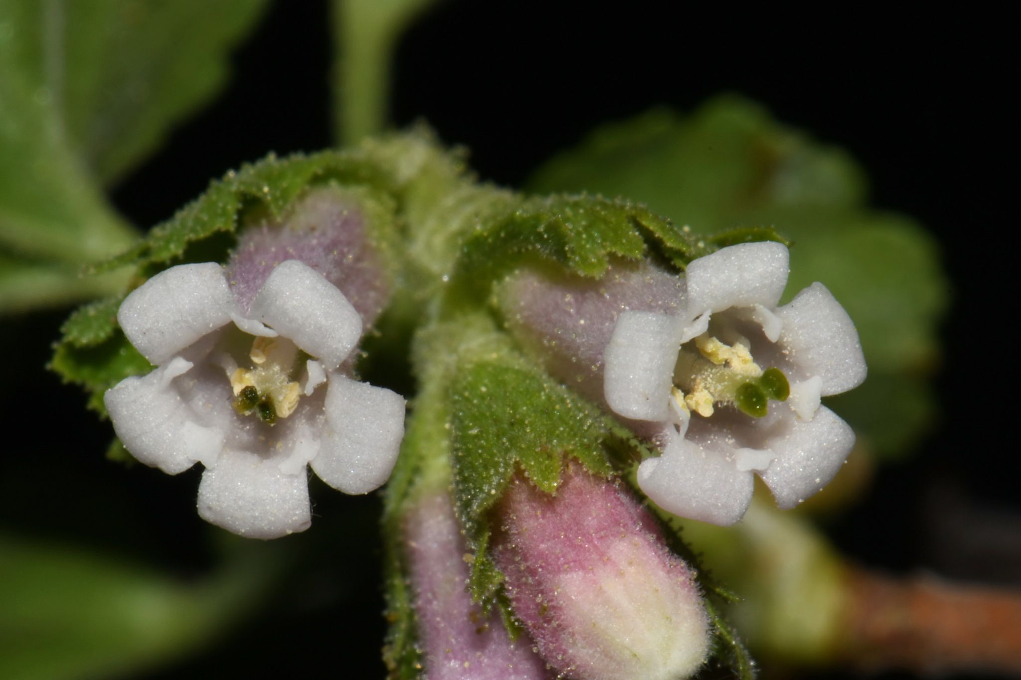 Ribes cereum