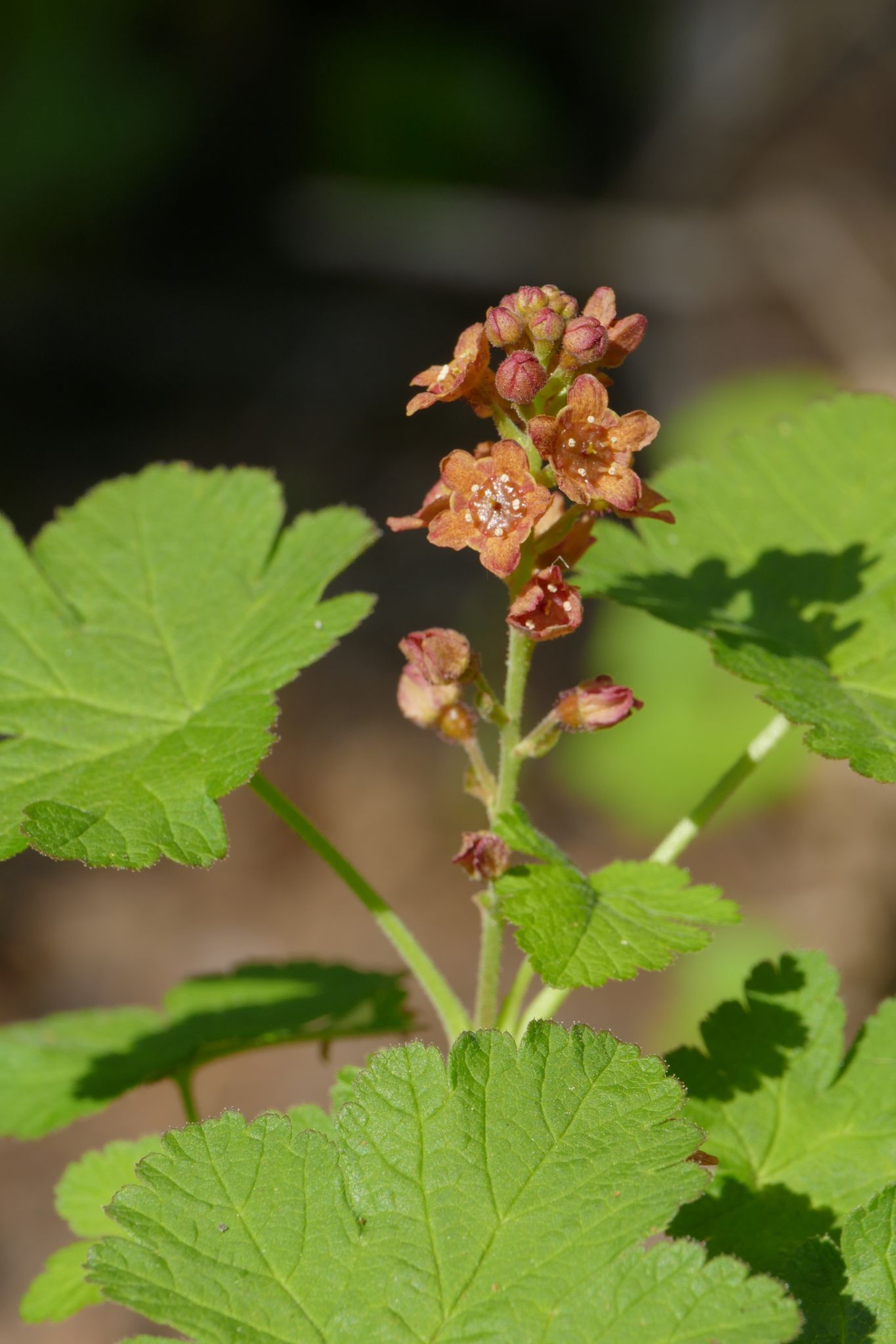 Ribes erythrocarpum