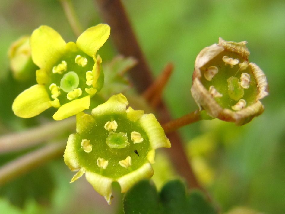 Ribes fasciculatum