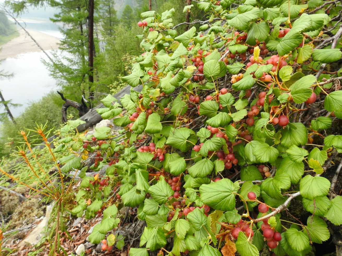 Ribes fragrans
