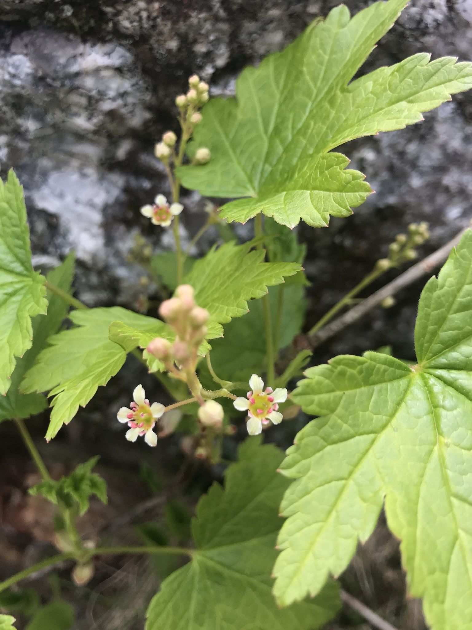 Ribes glandulosum