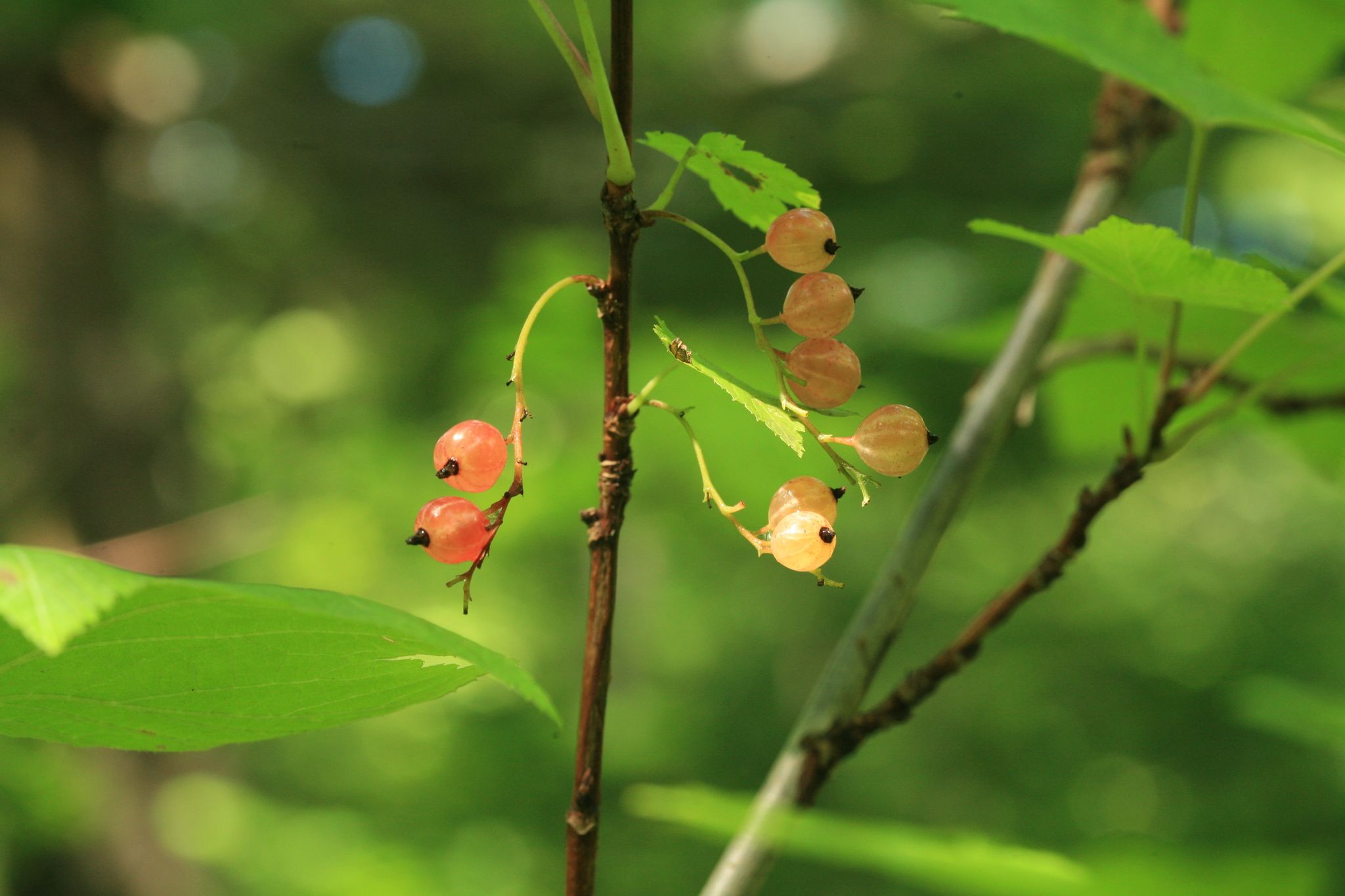Ribes latifolium