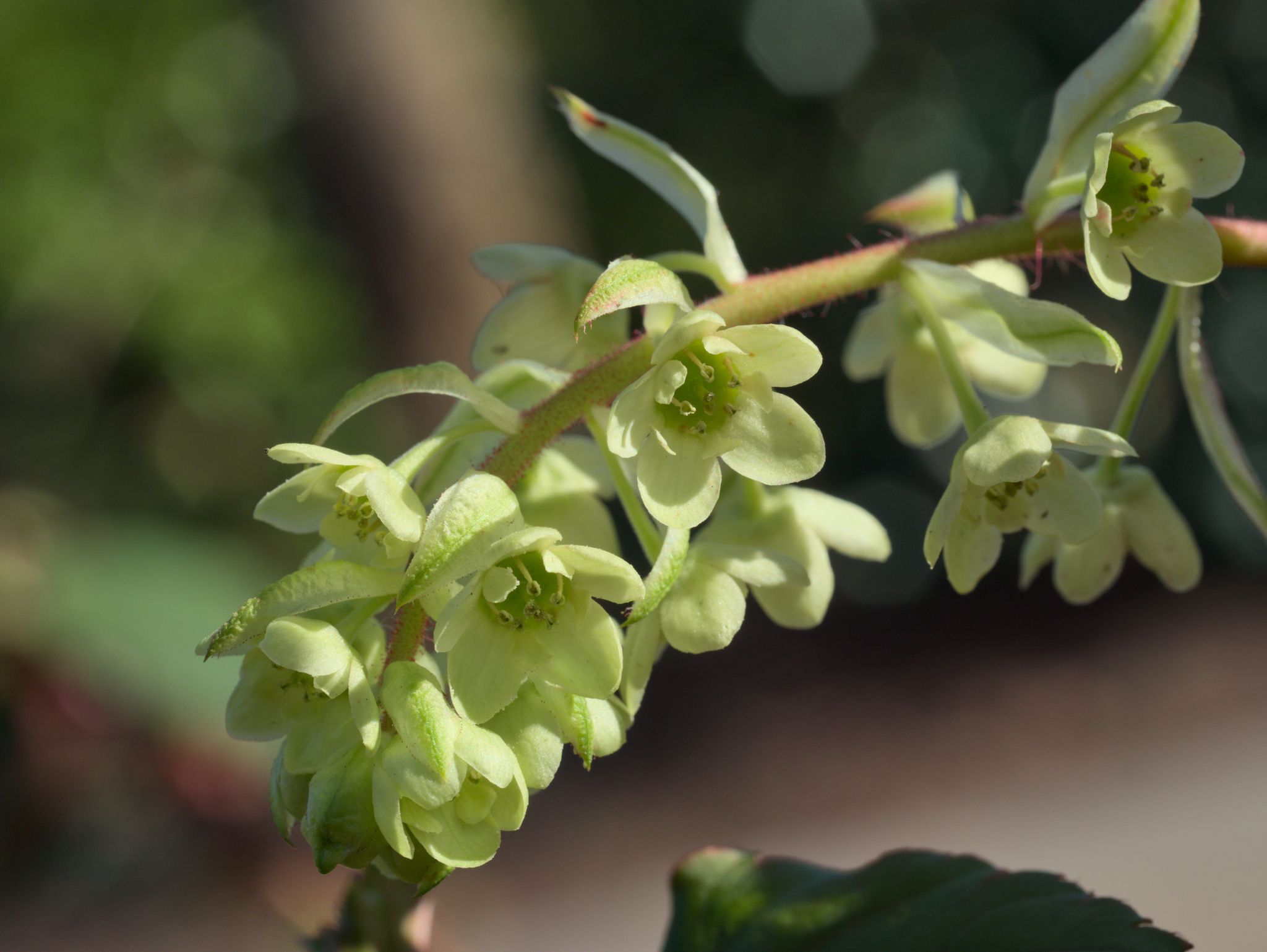 Ribes laurifolium