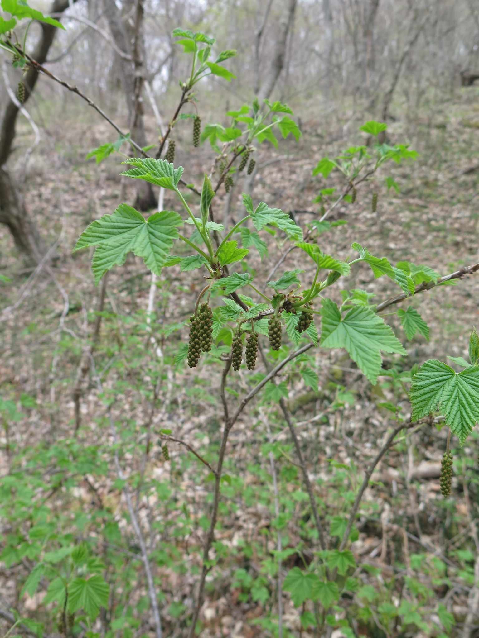 Ribes mandshuricum