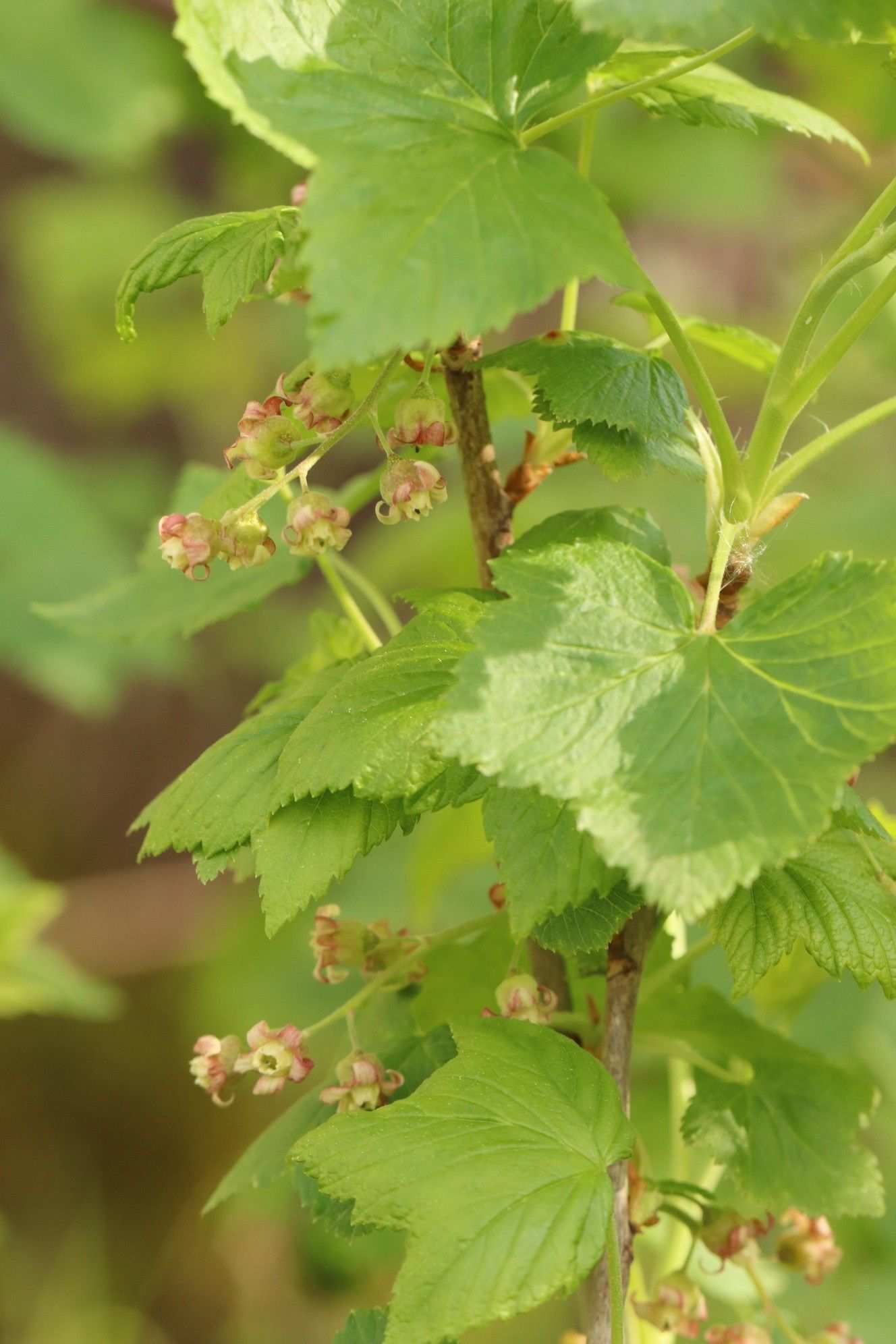 Ribes nigrum