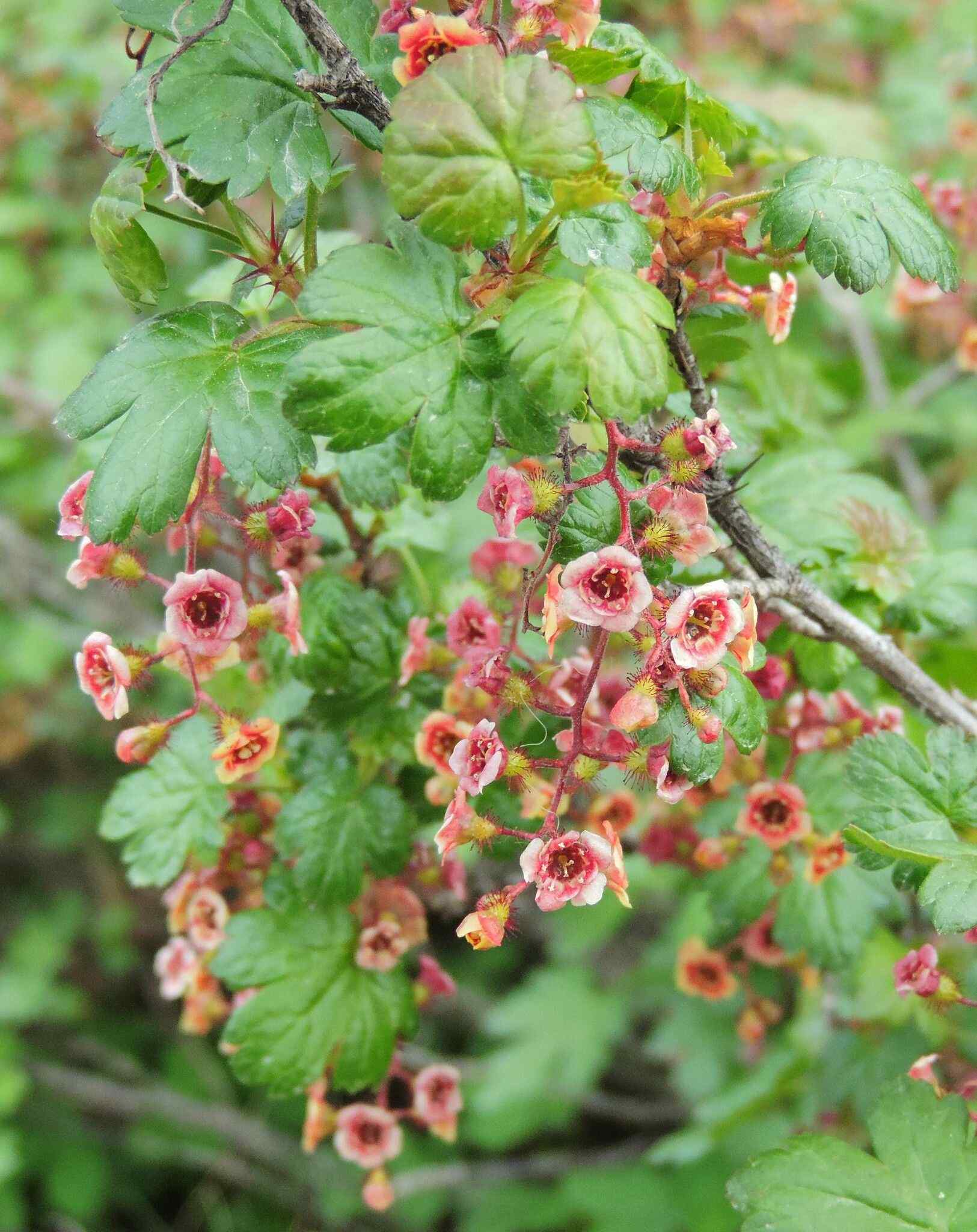 Ribes oxyacanthoides