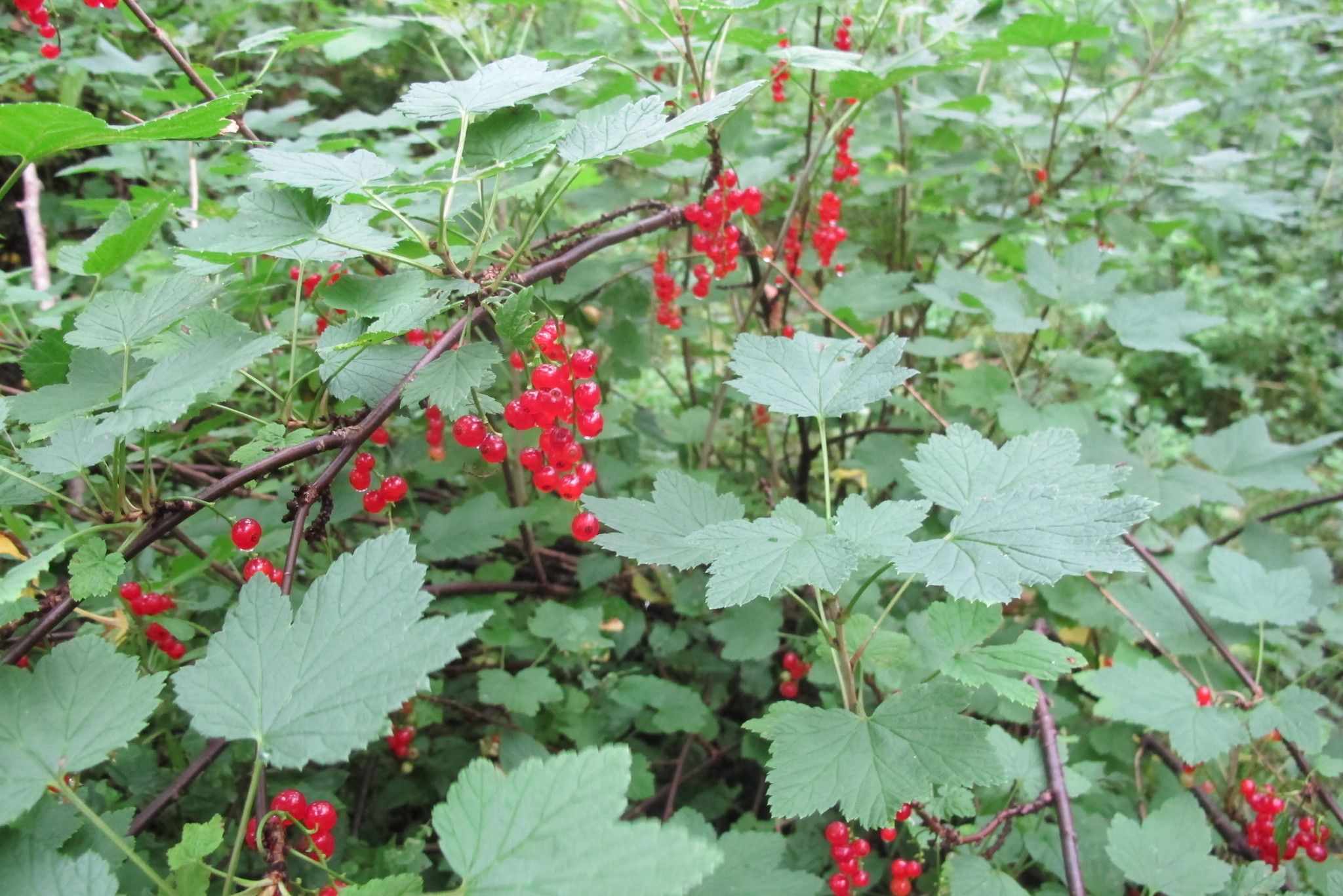 Ribes rubrum