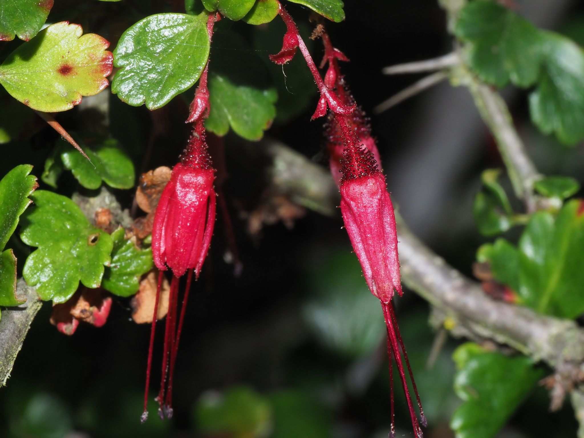 Ribes sp.