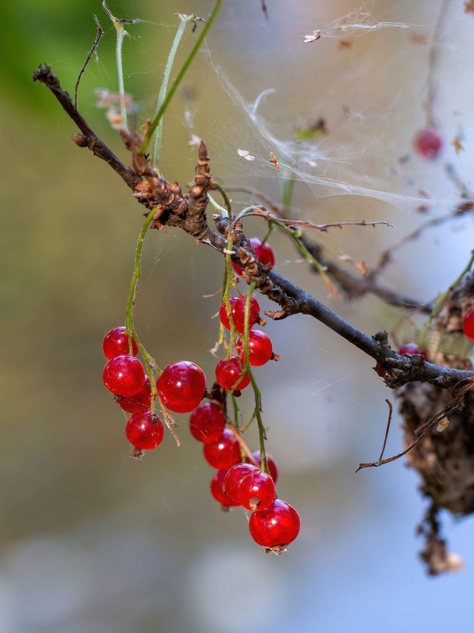 Ribes spicatum