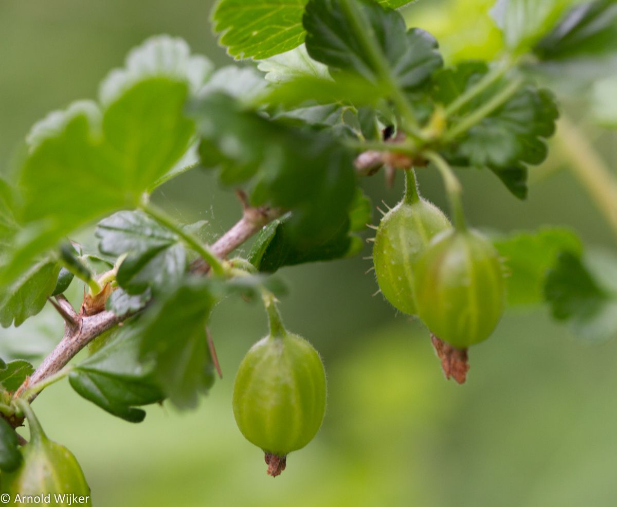 Ribes uva-crispa