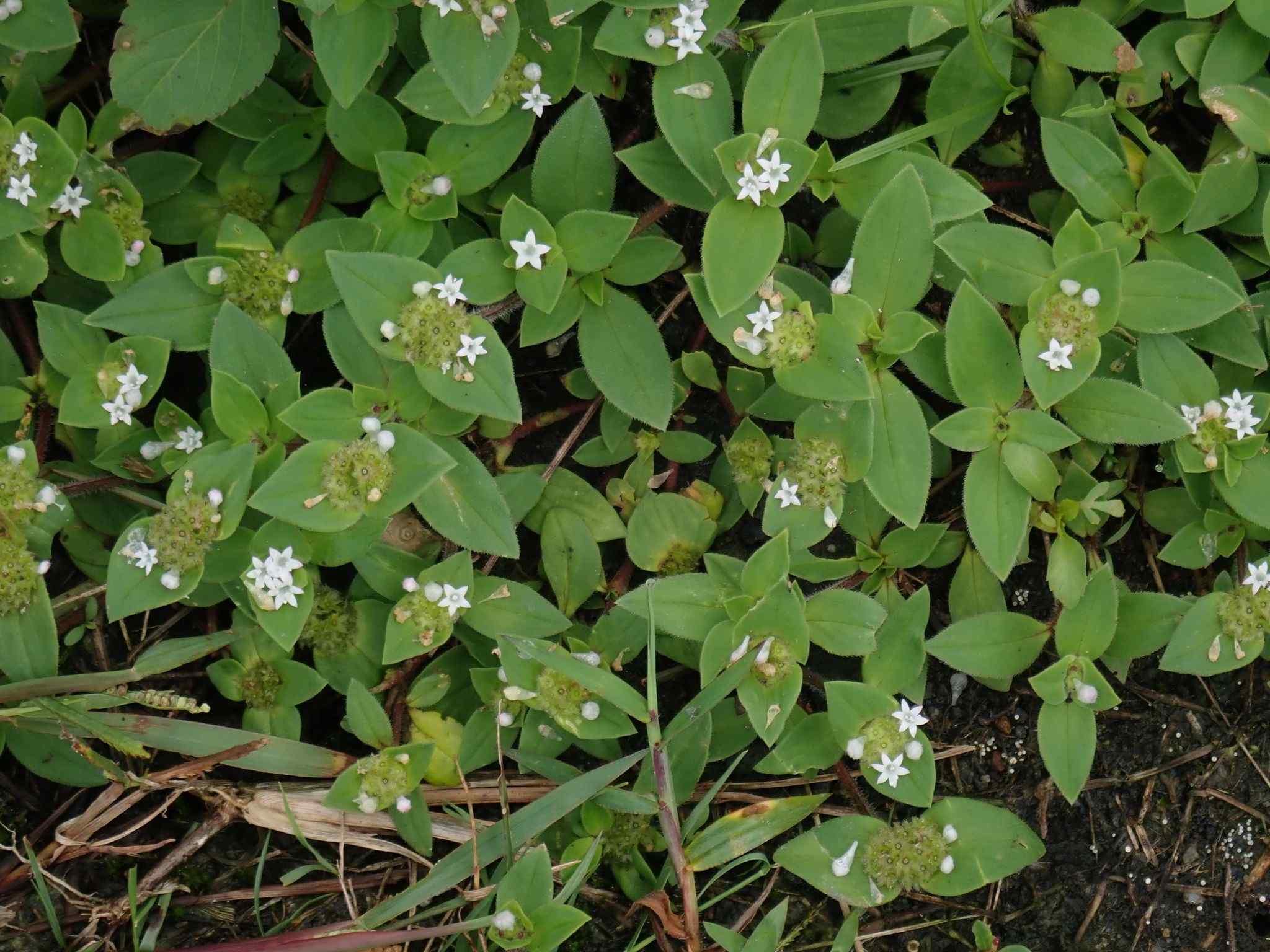 Richardia brasiliensis