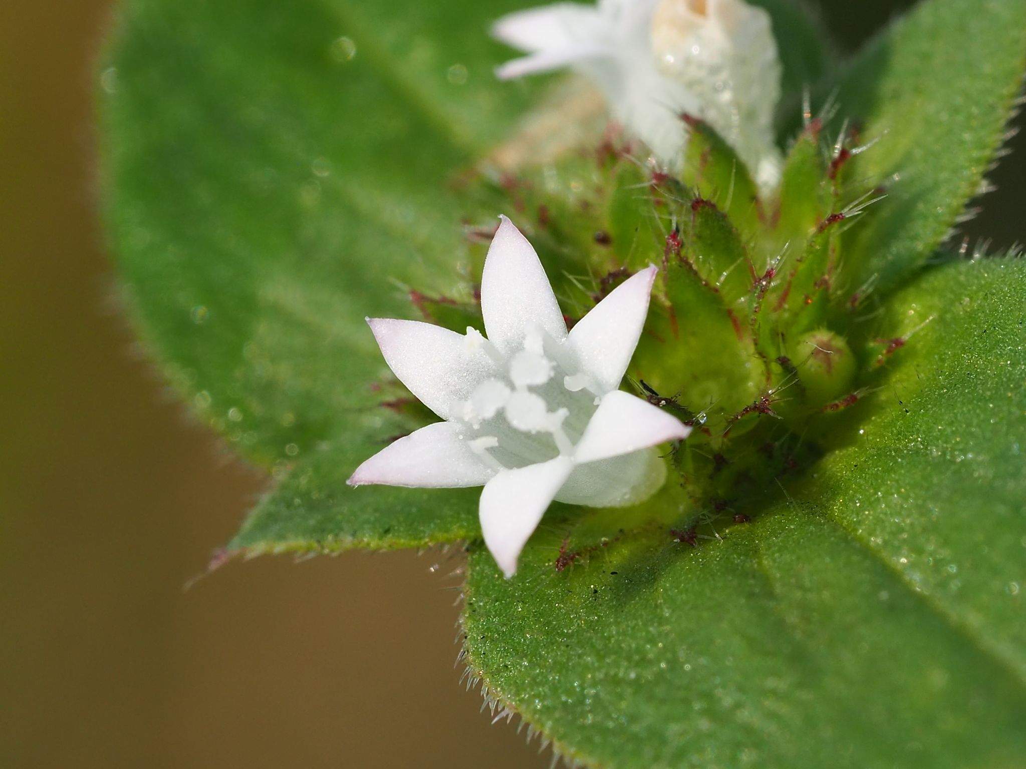 Richardia scabra