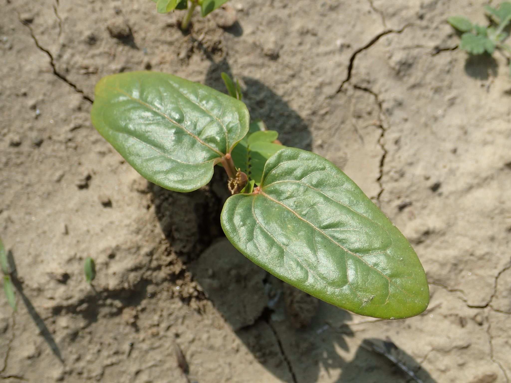 Ricinus communis