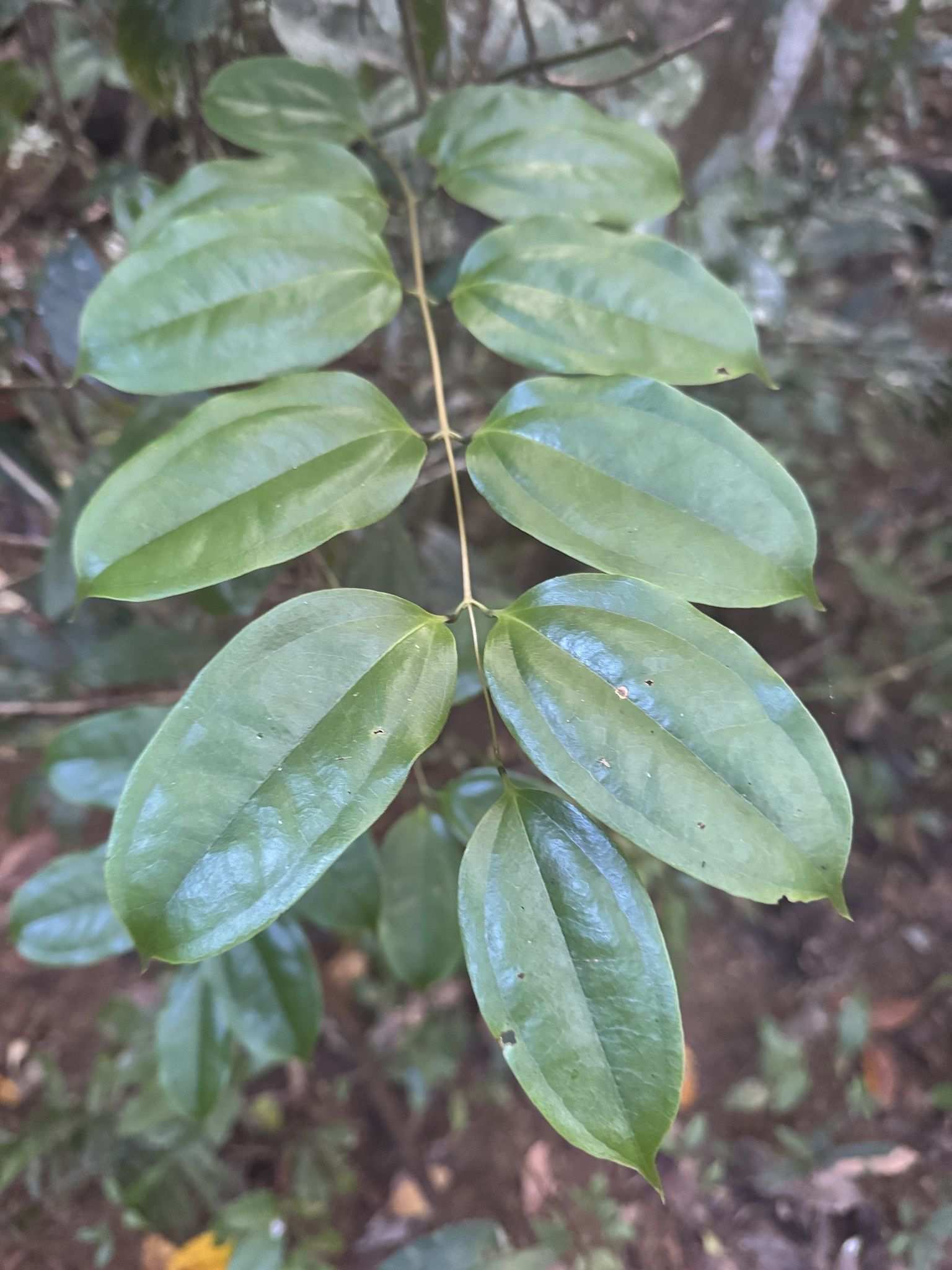 Ripogonum album