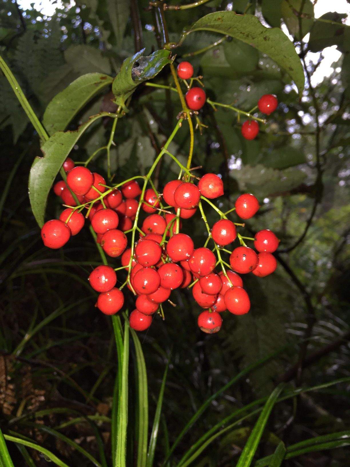 Ripogonum scandens