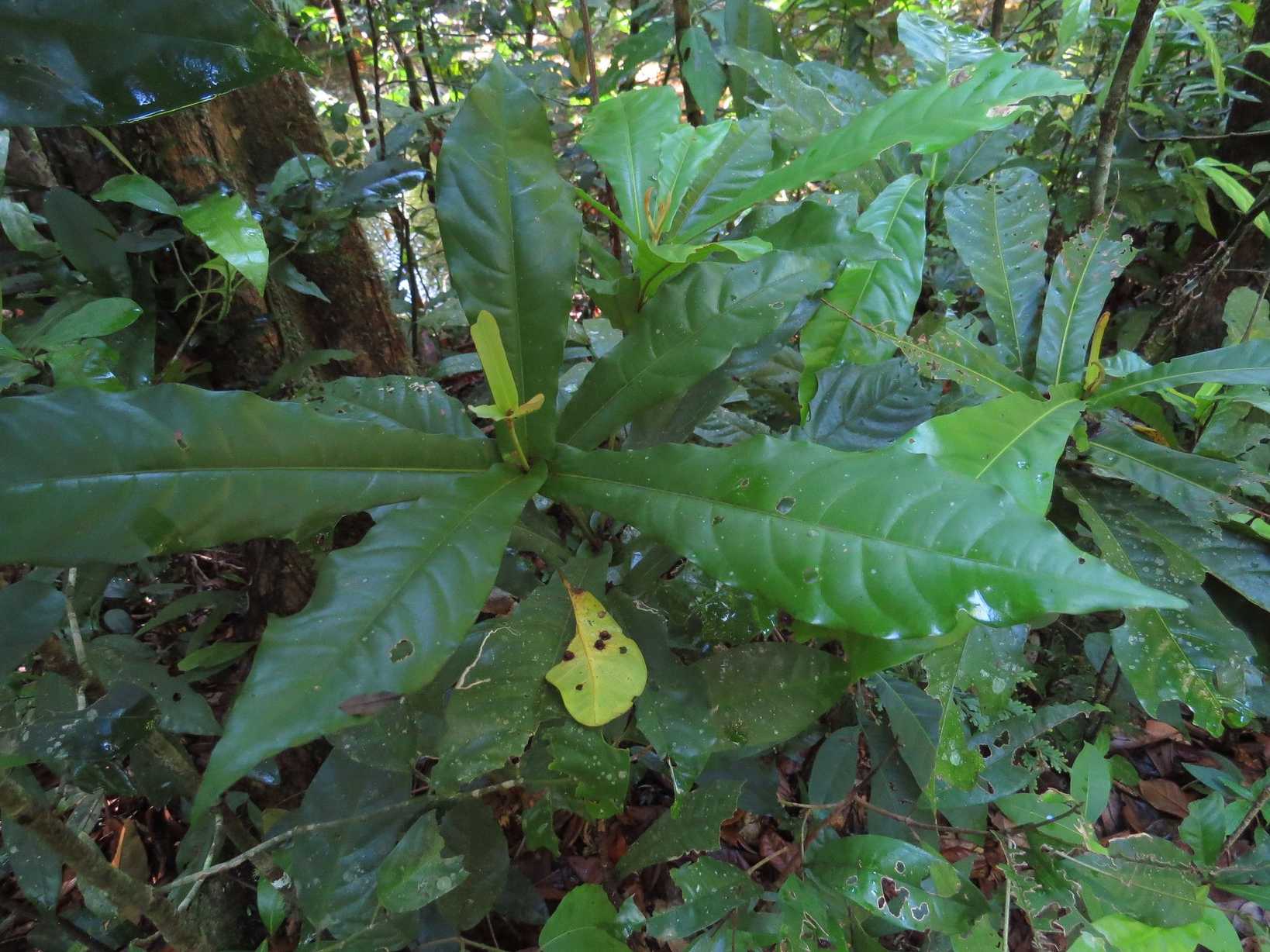 Ristantia pachysperma