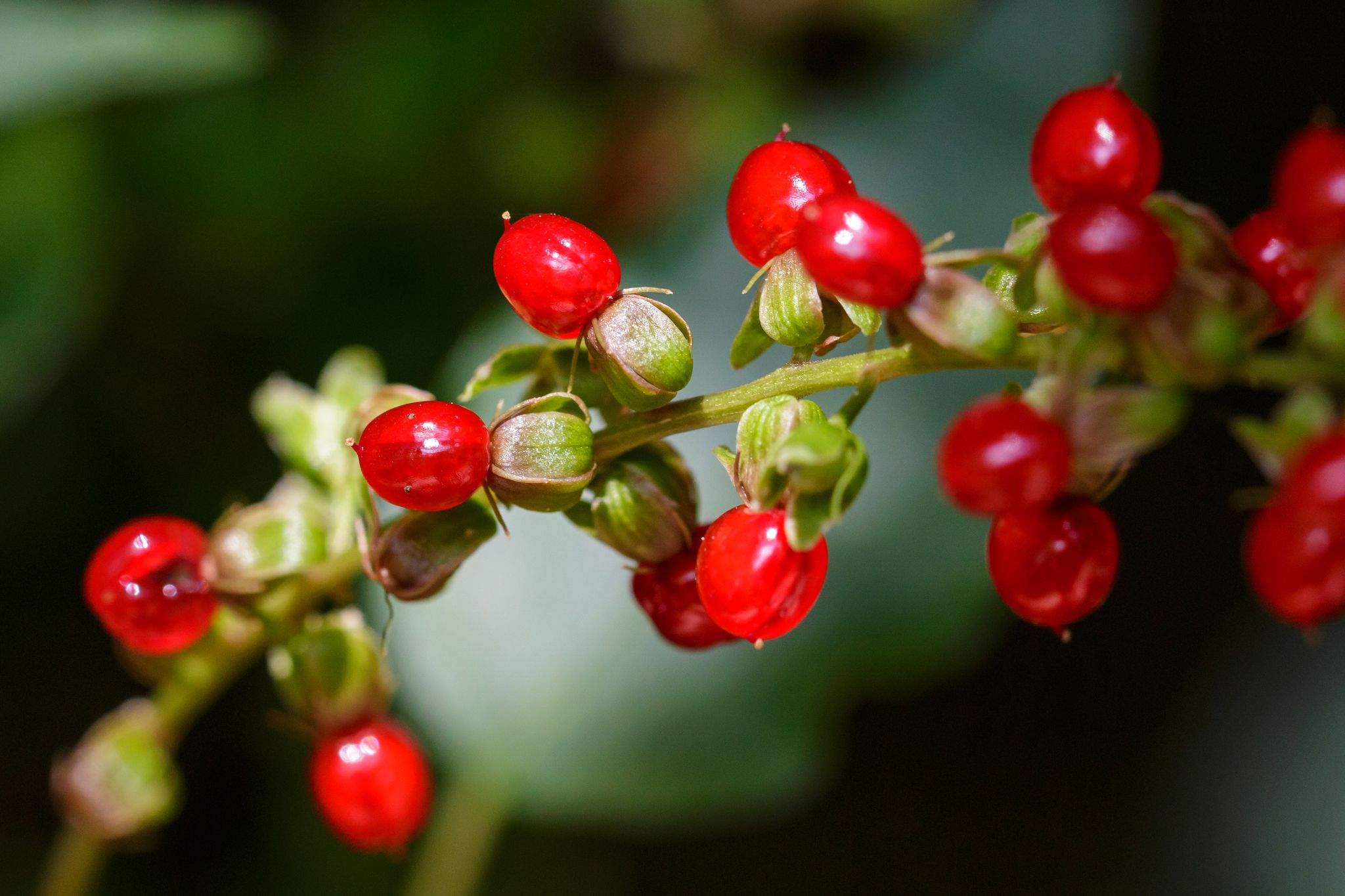 Rivina humilis