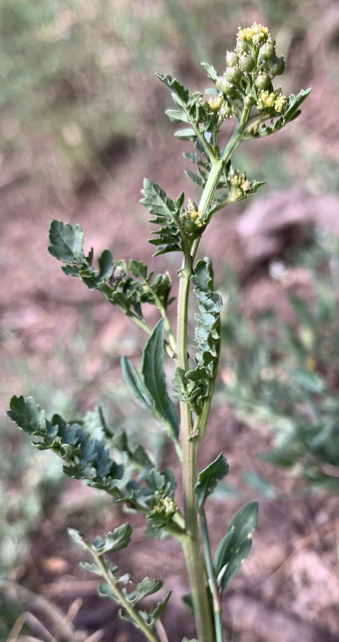 Rorippa sp.