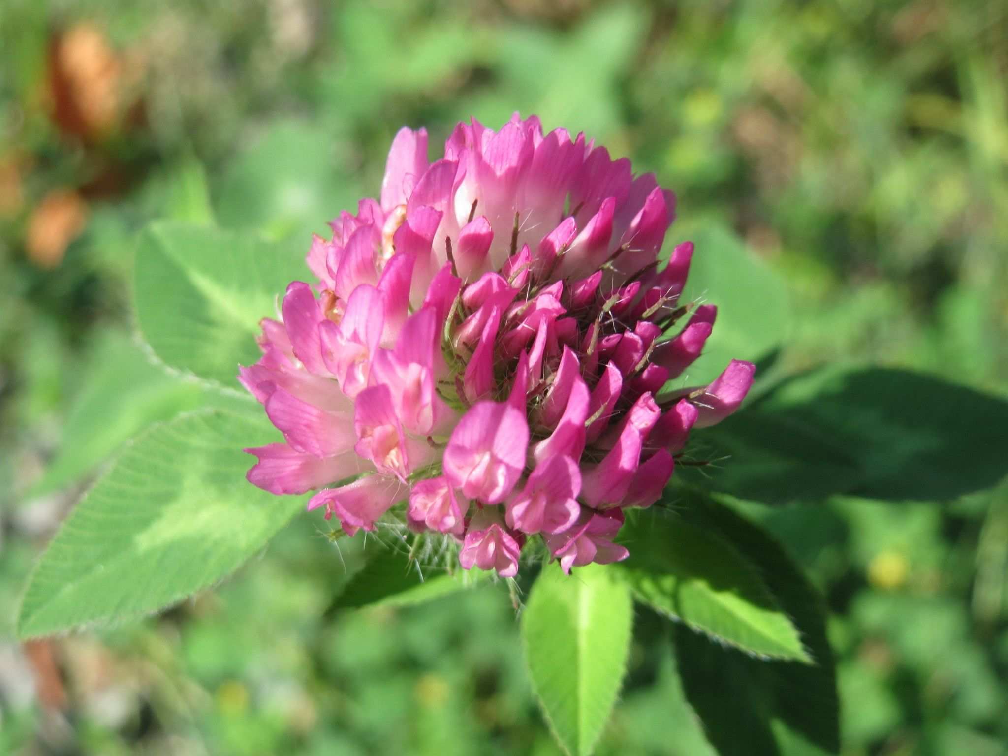 Rosa