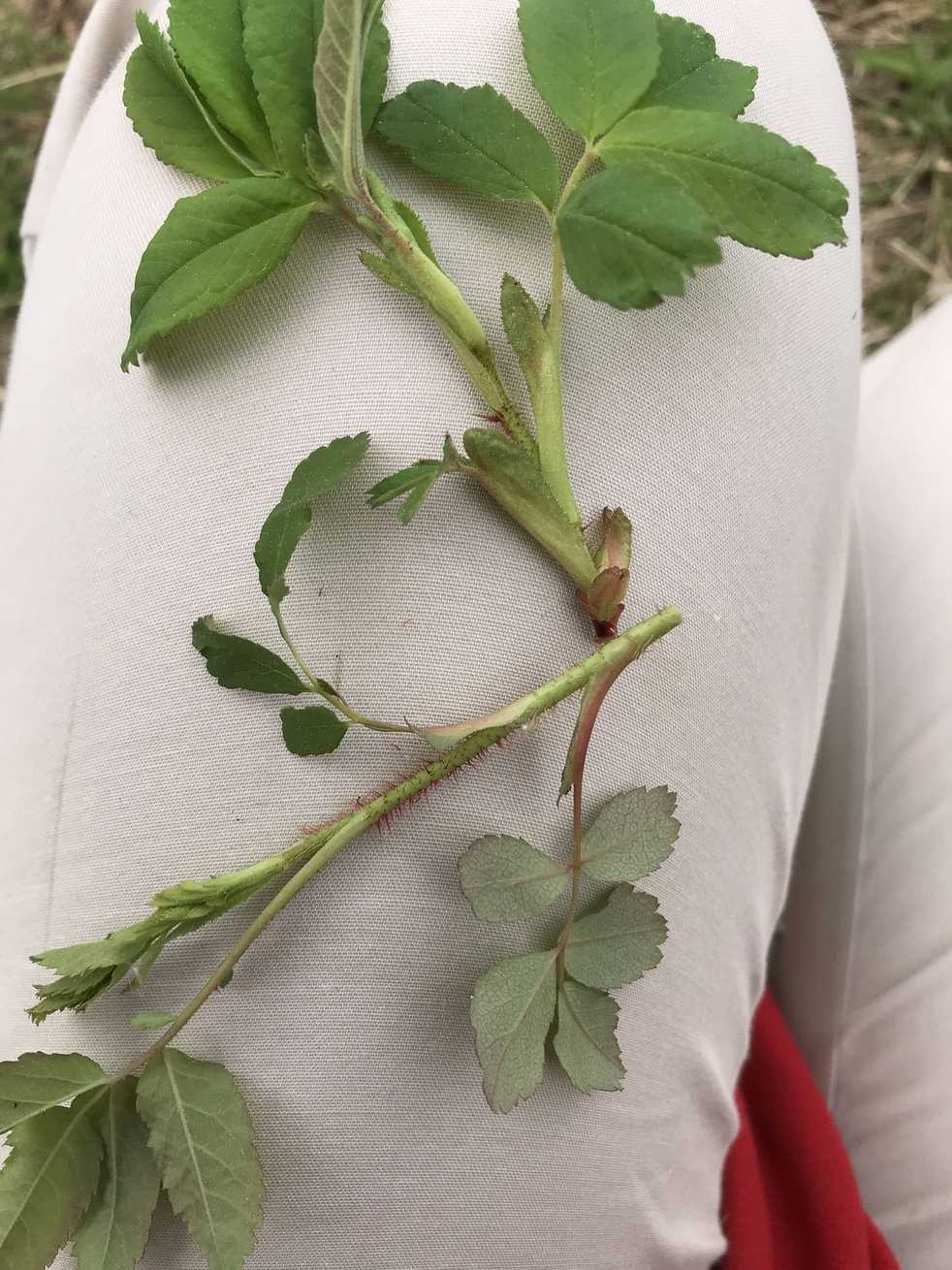 Rosa arkansana
