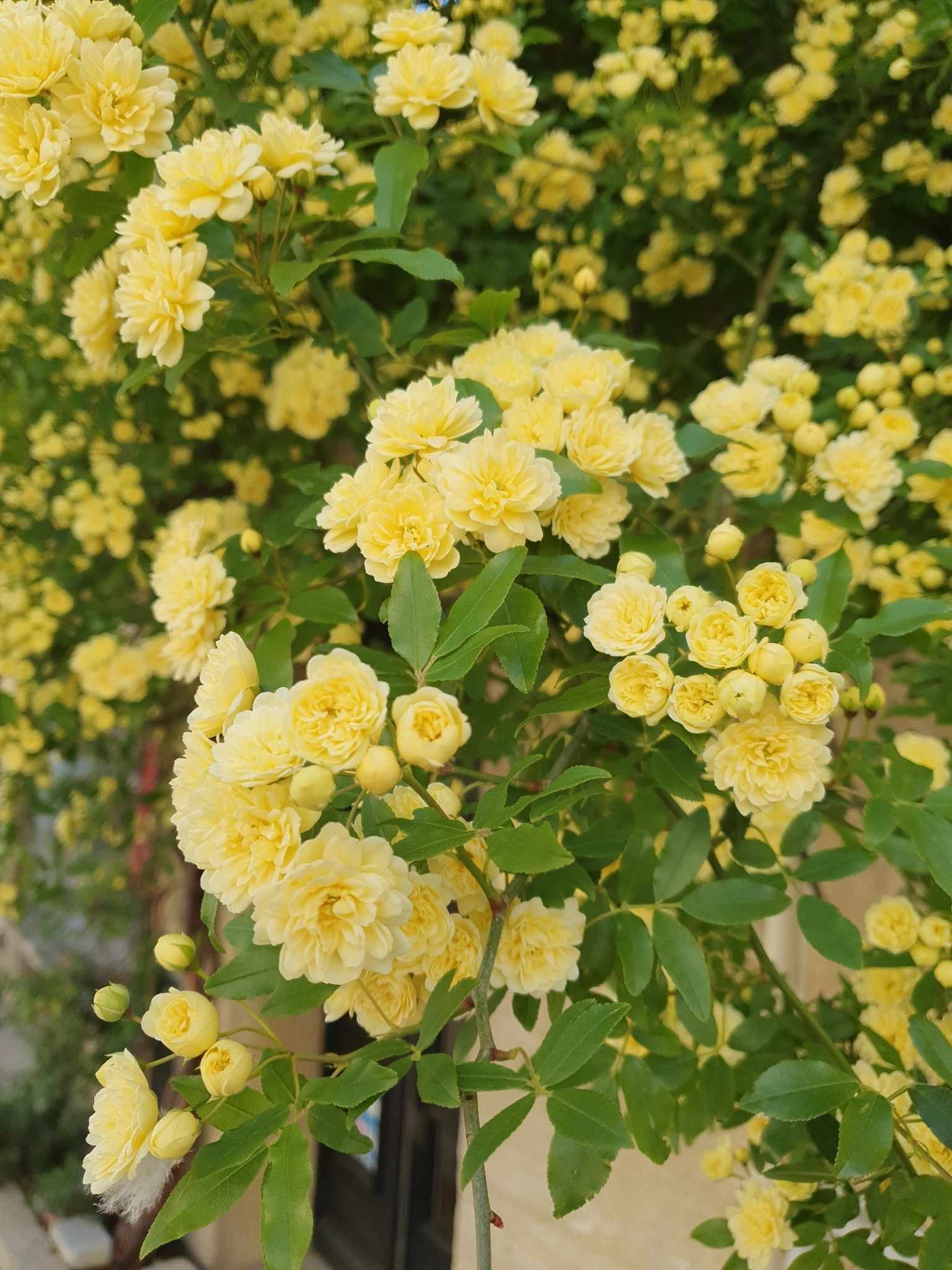 Rosa banksiae