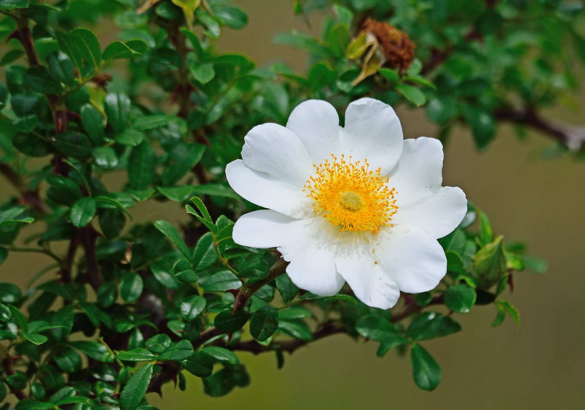 Rosa bracteata