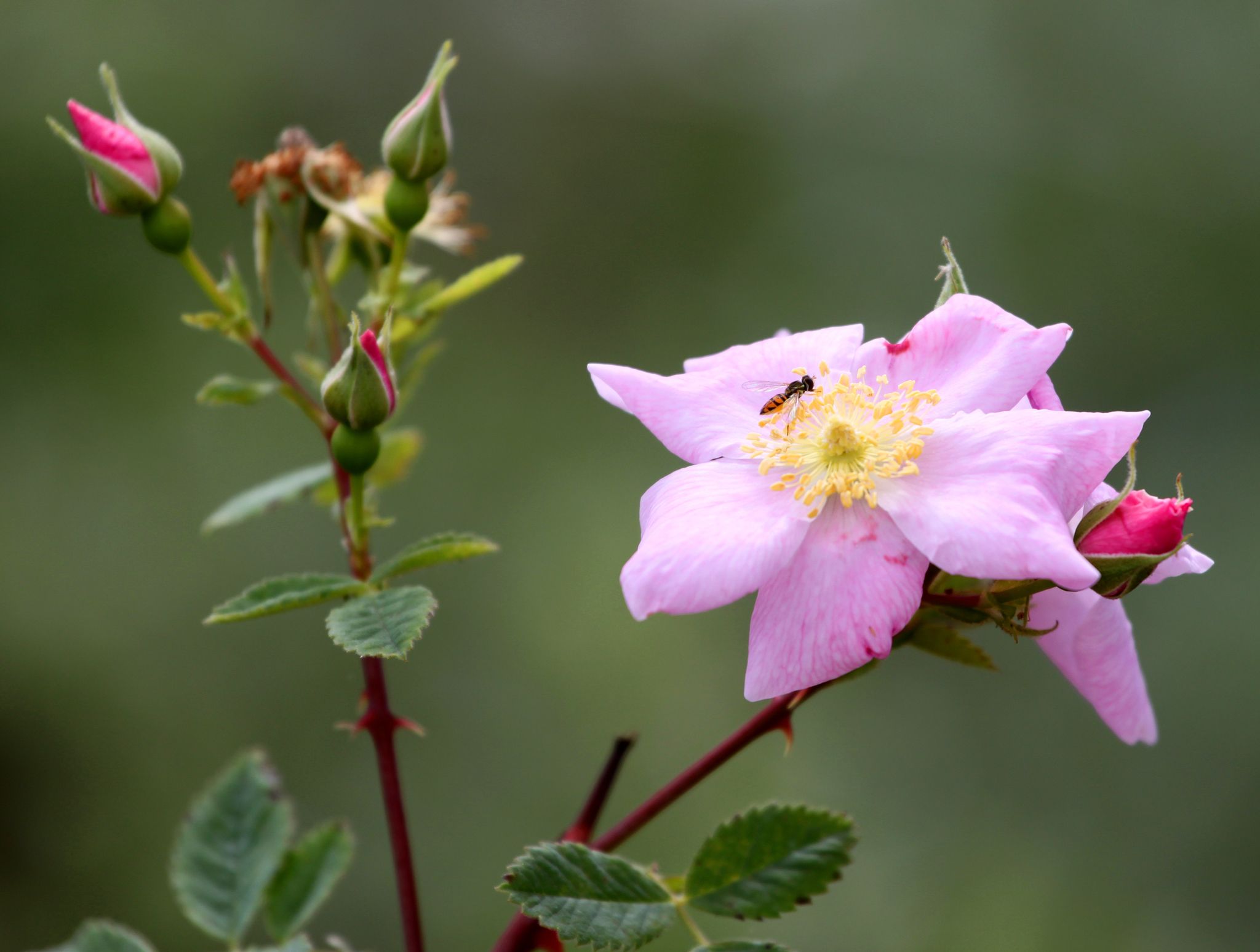 Rosa californica