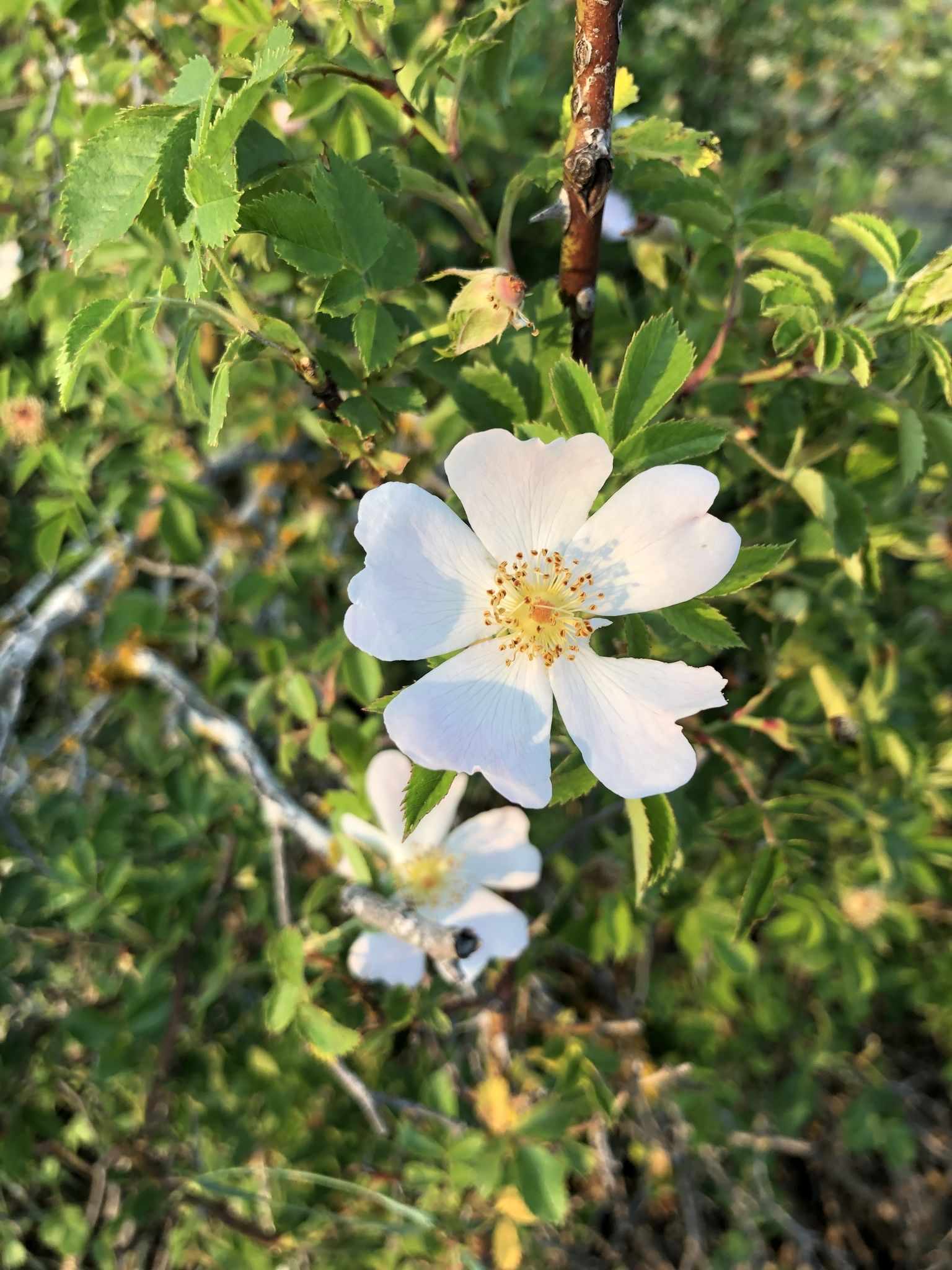 Rosa canina