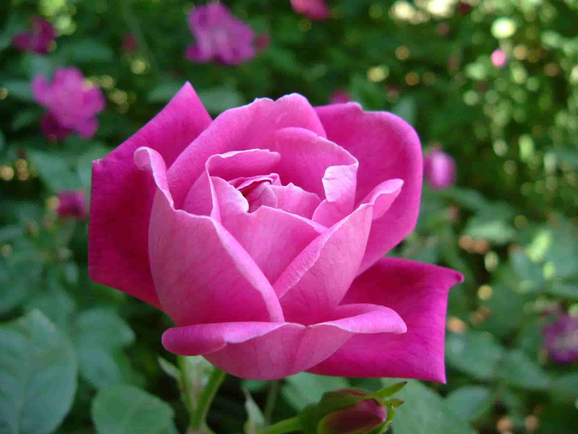 Rosa chinensis var. chinensis