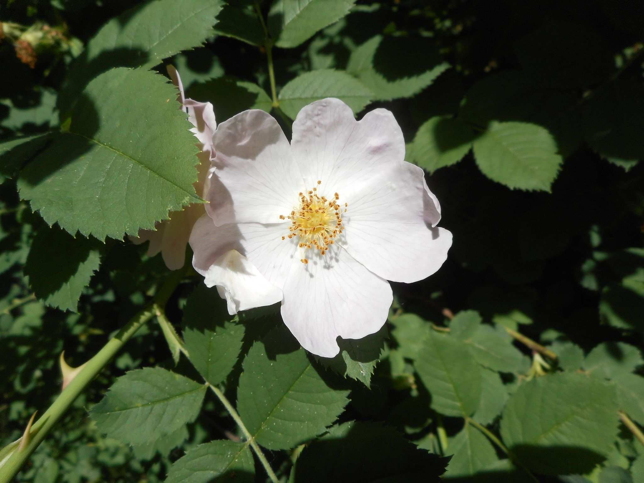 Rosa corymbifera