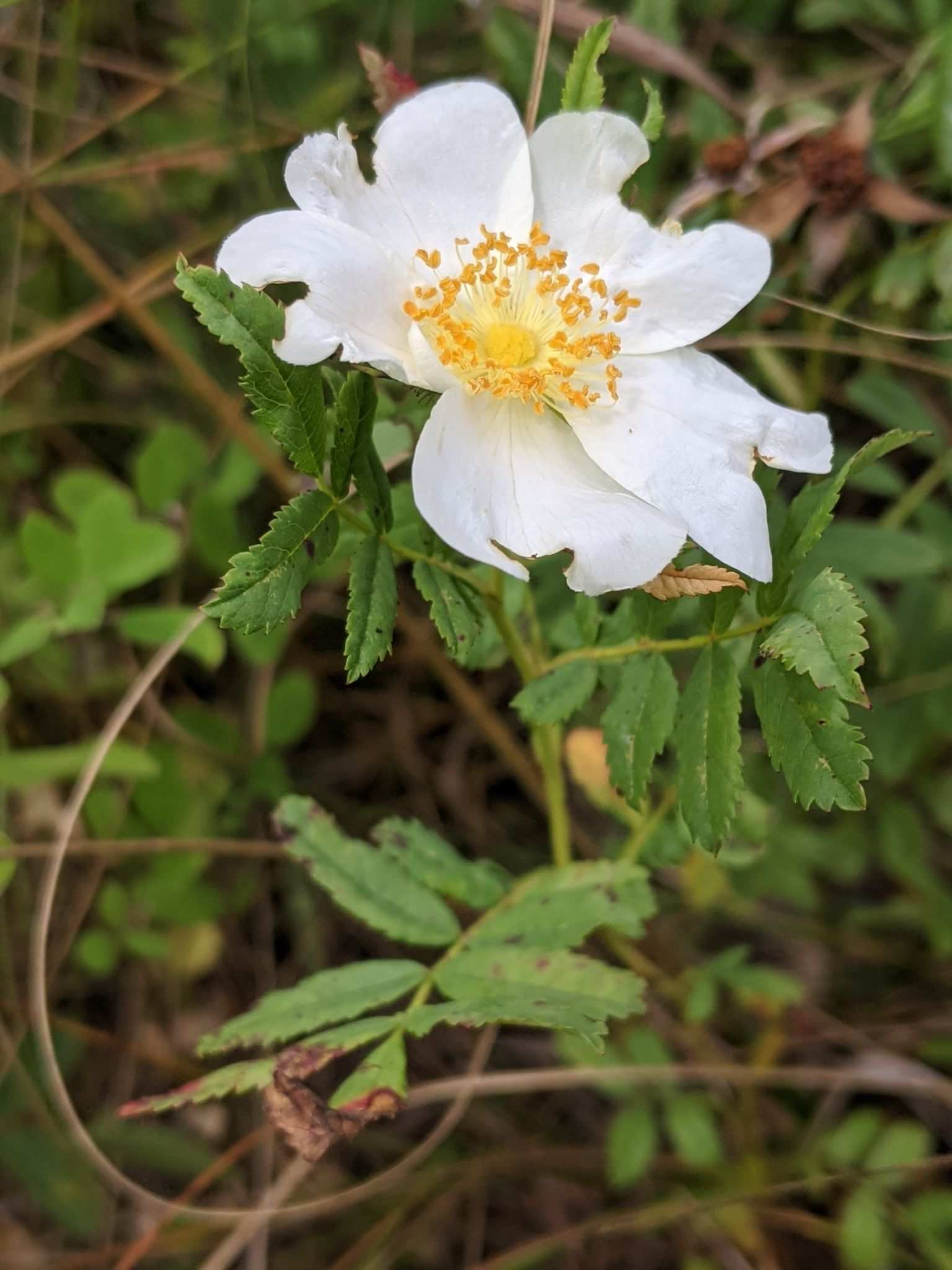 Rosa foliolosa