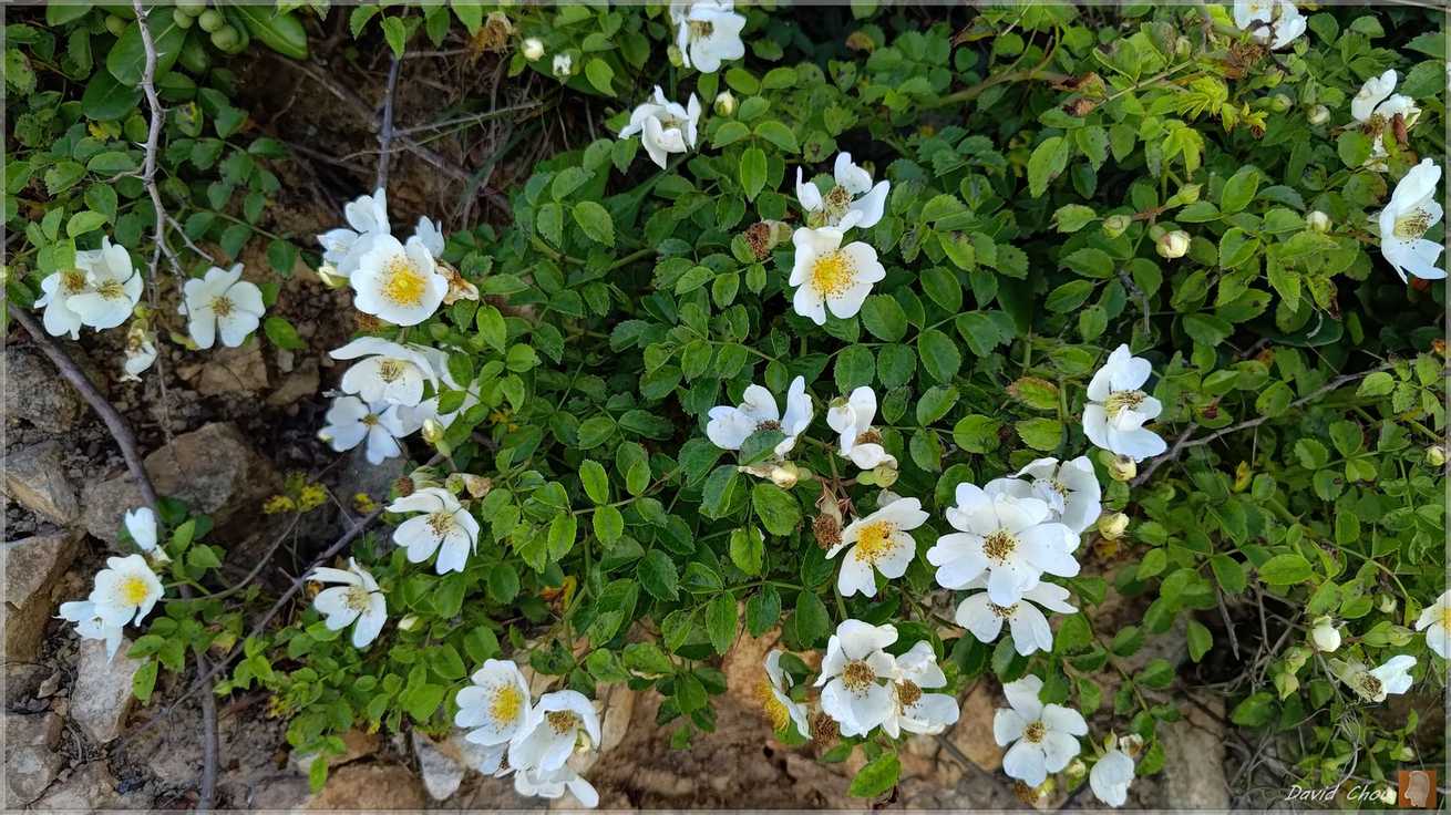Rosa lucieae