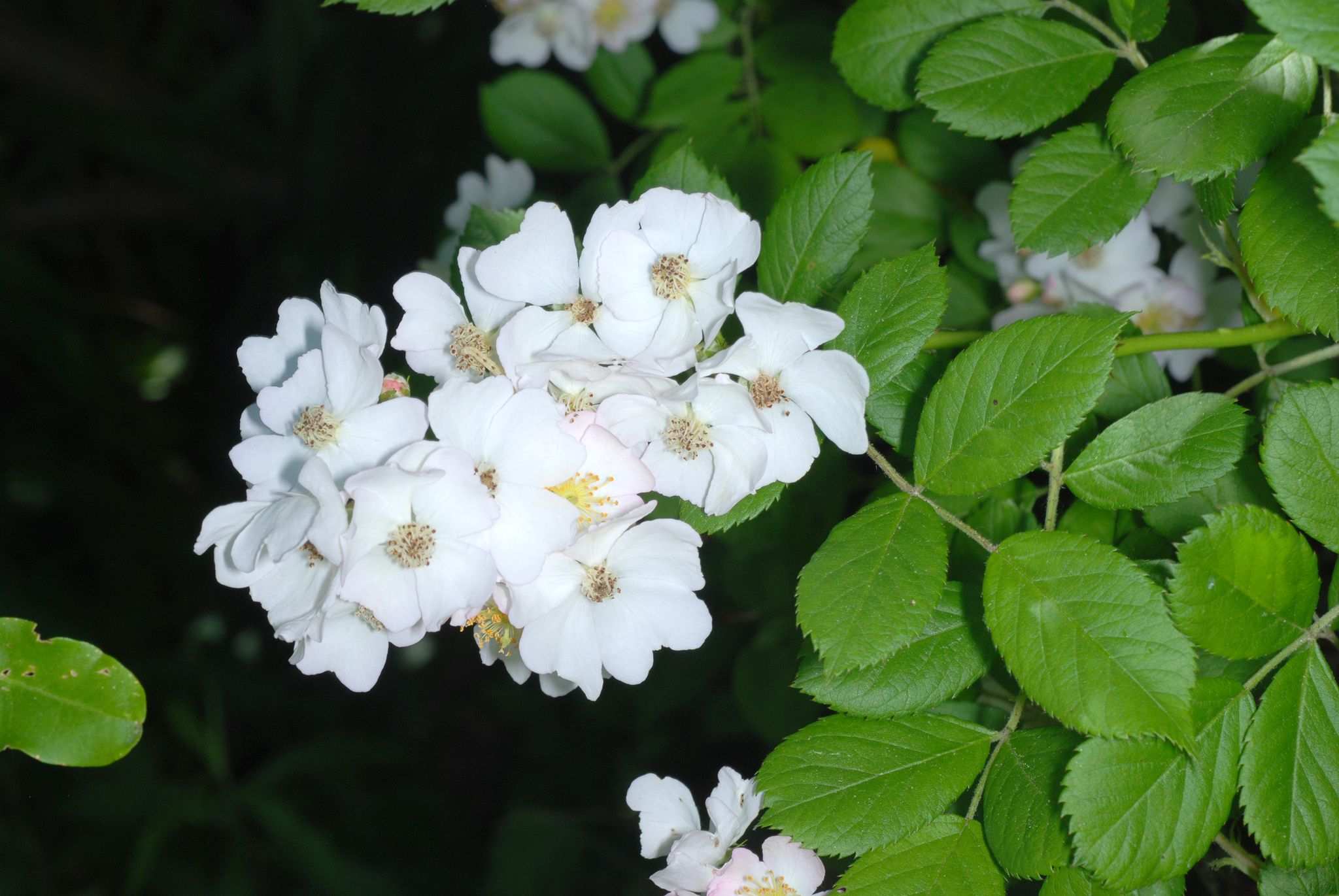 Rosa multiflora