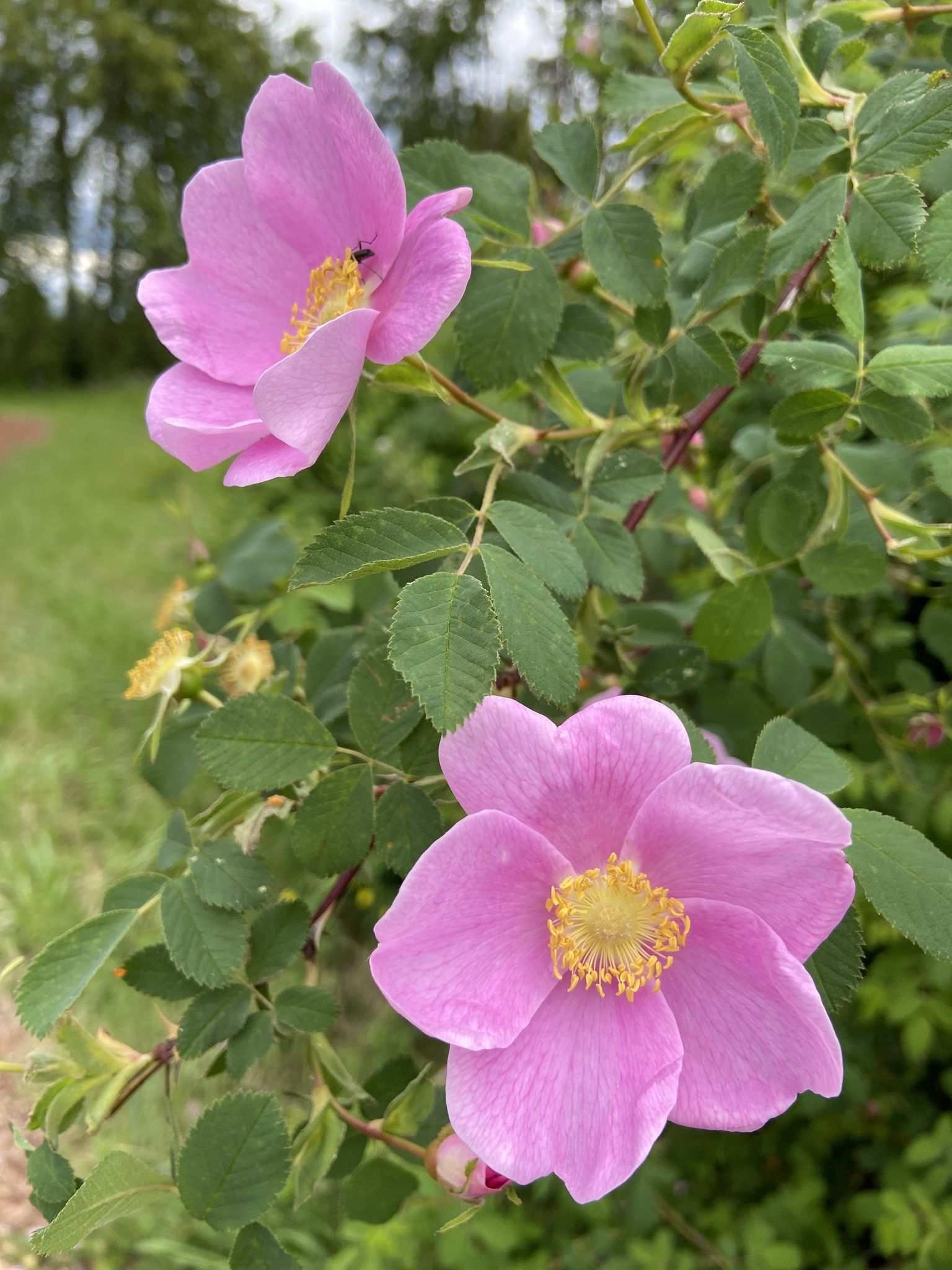 Rosa nutkana