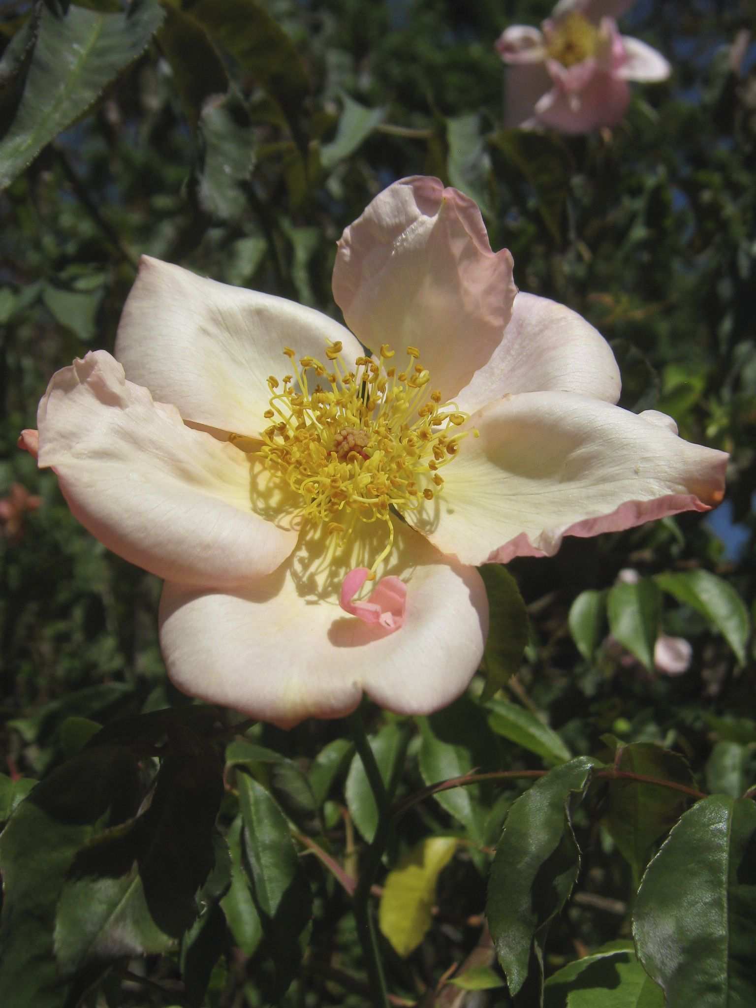 Rosa odorata