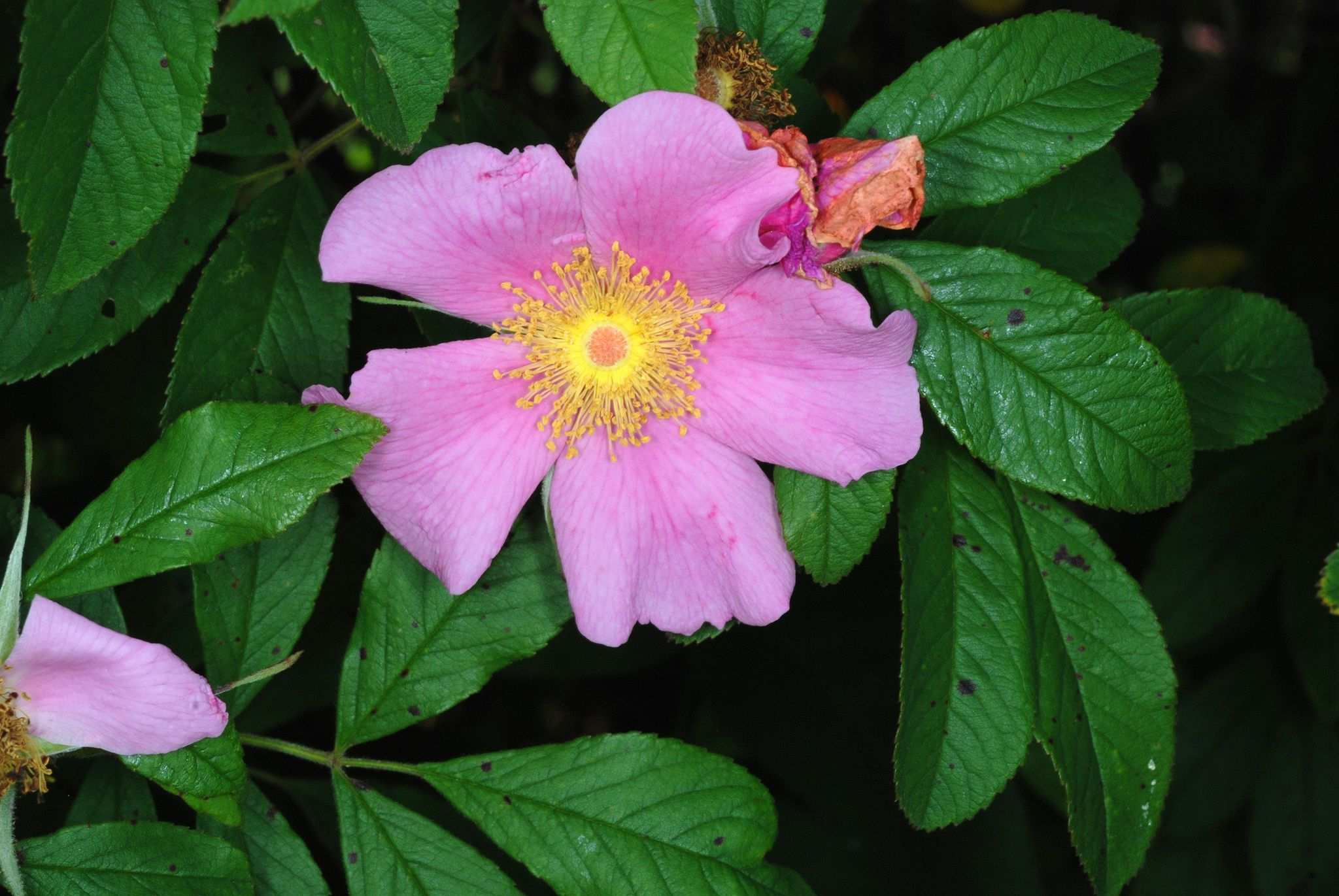 Rosa palustris