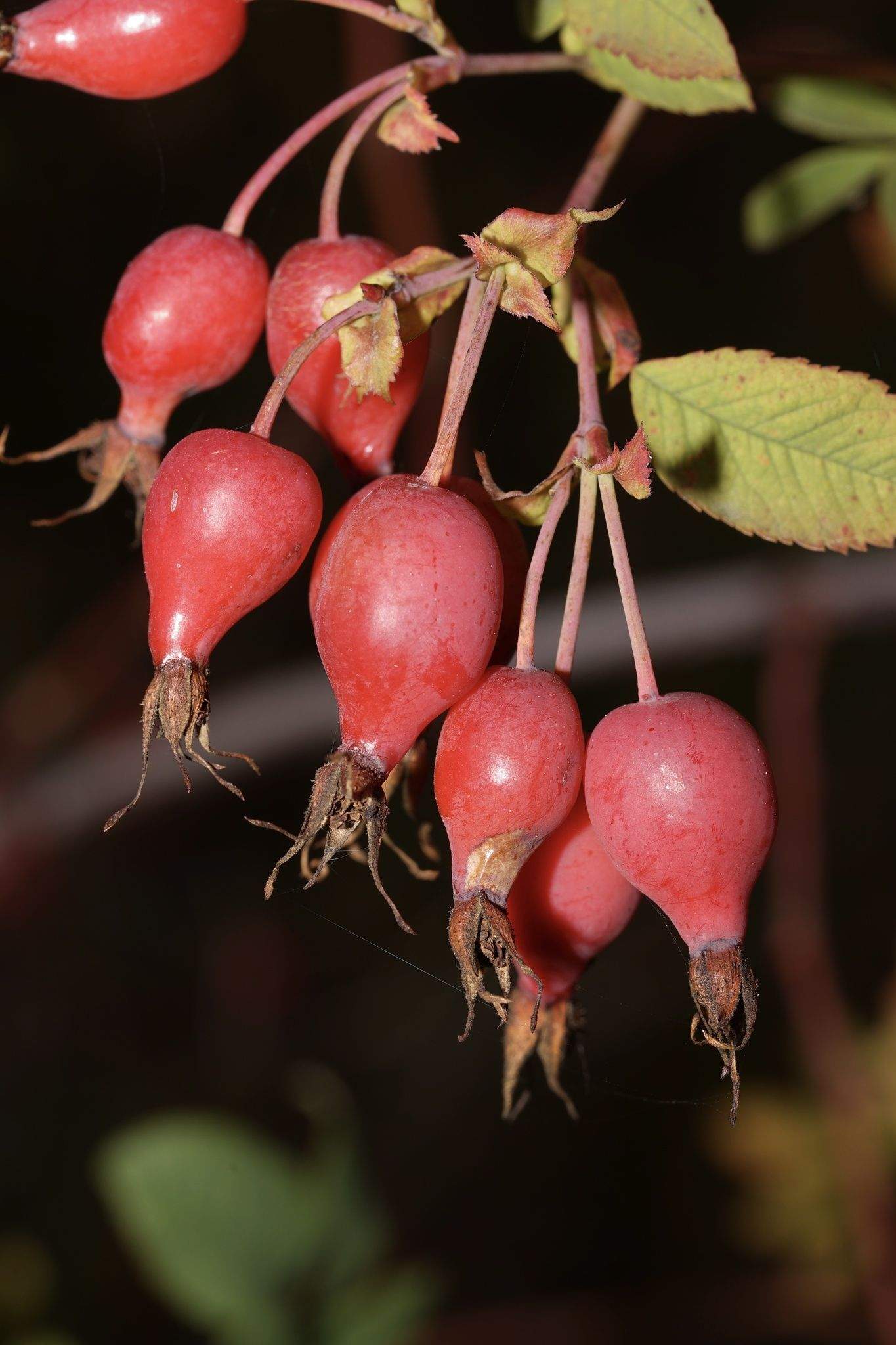 Rosa pisocarpa