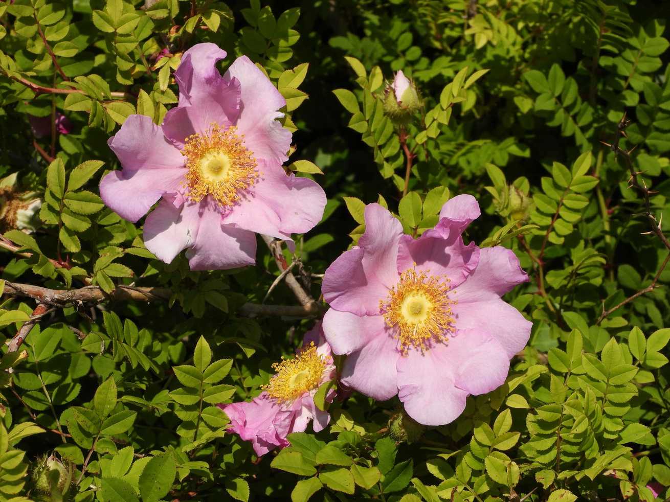 Rosa roxburghii
