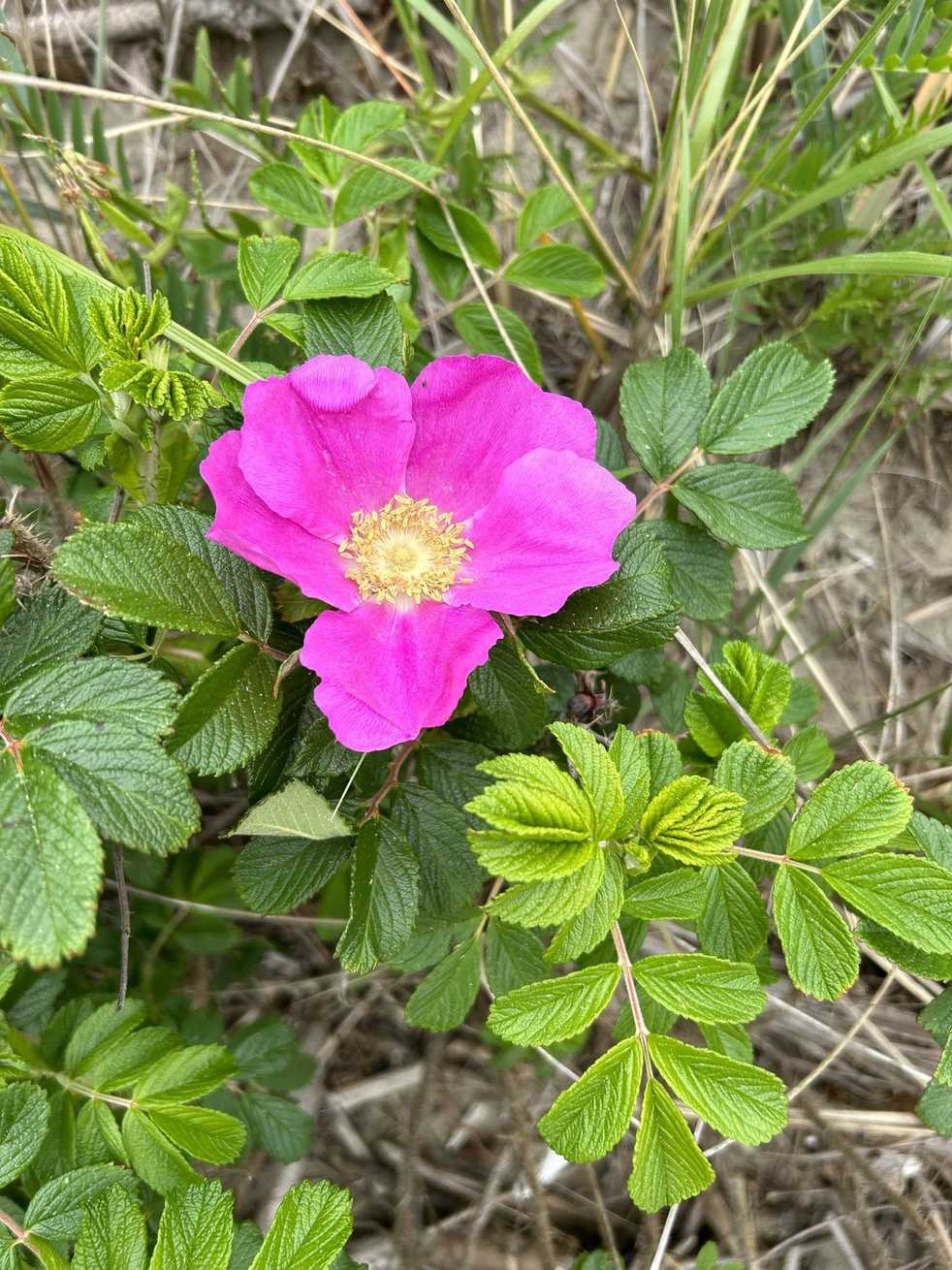 Rosa rugosa